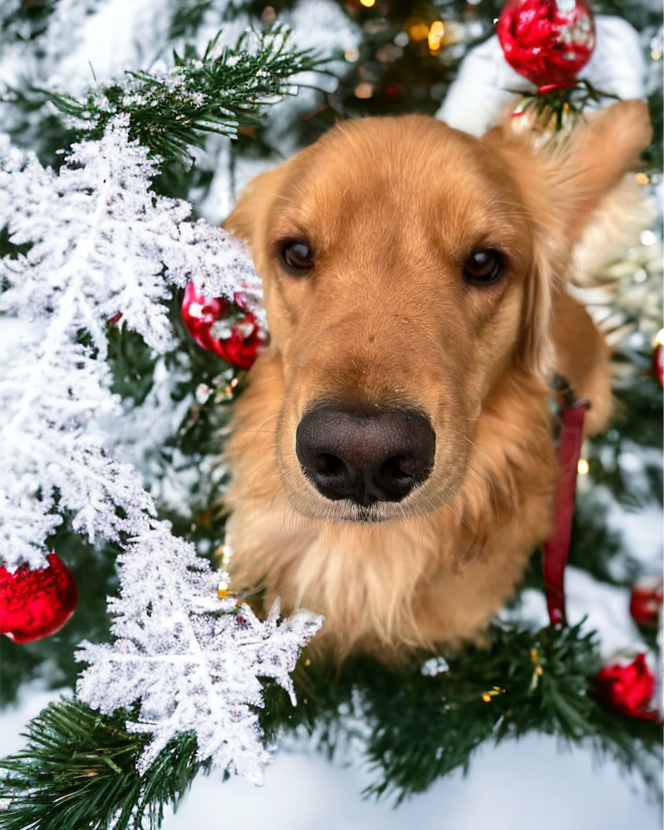 Ruth is hoping for a white Christmas this year!
.
.
.
#dog #dogsofinstagram #doglife #instadog #snowglobe #doginsnow #dogservices