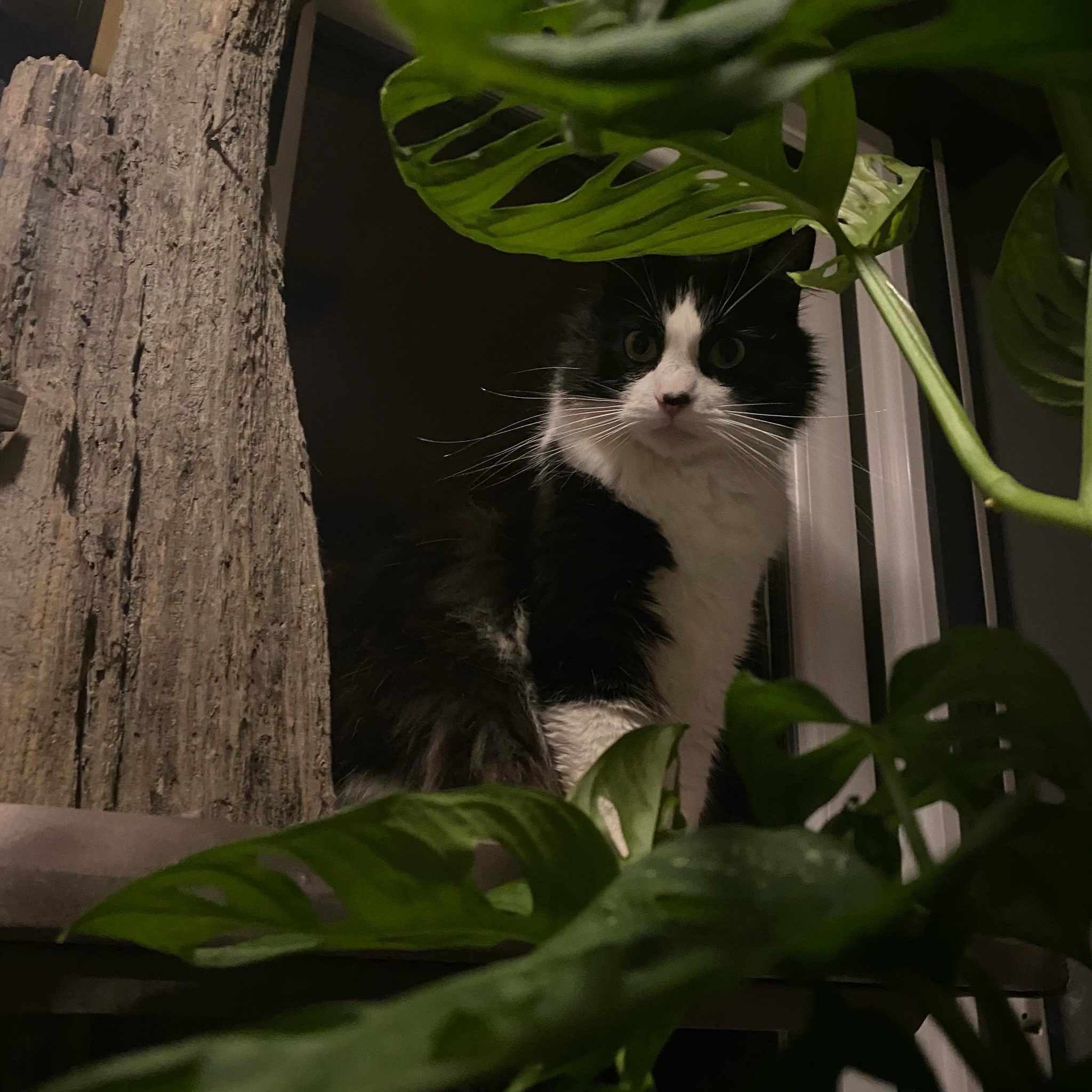 It’s a real jungle out there!
#catfurniture #monkeyleaf #monstera #pine #catwall #chillout #custom #model #cat #coachpotato #catmodel #qualitytime #cattree #catfurniture #scratchpost #driftwood