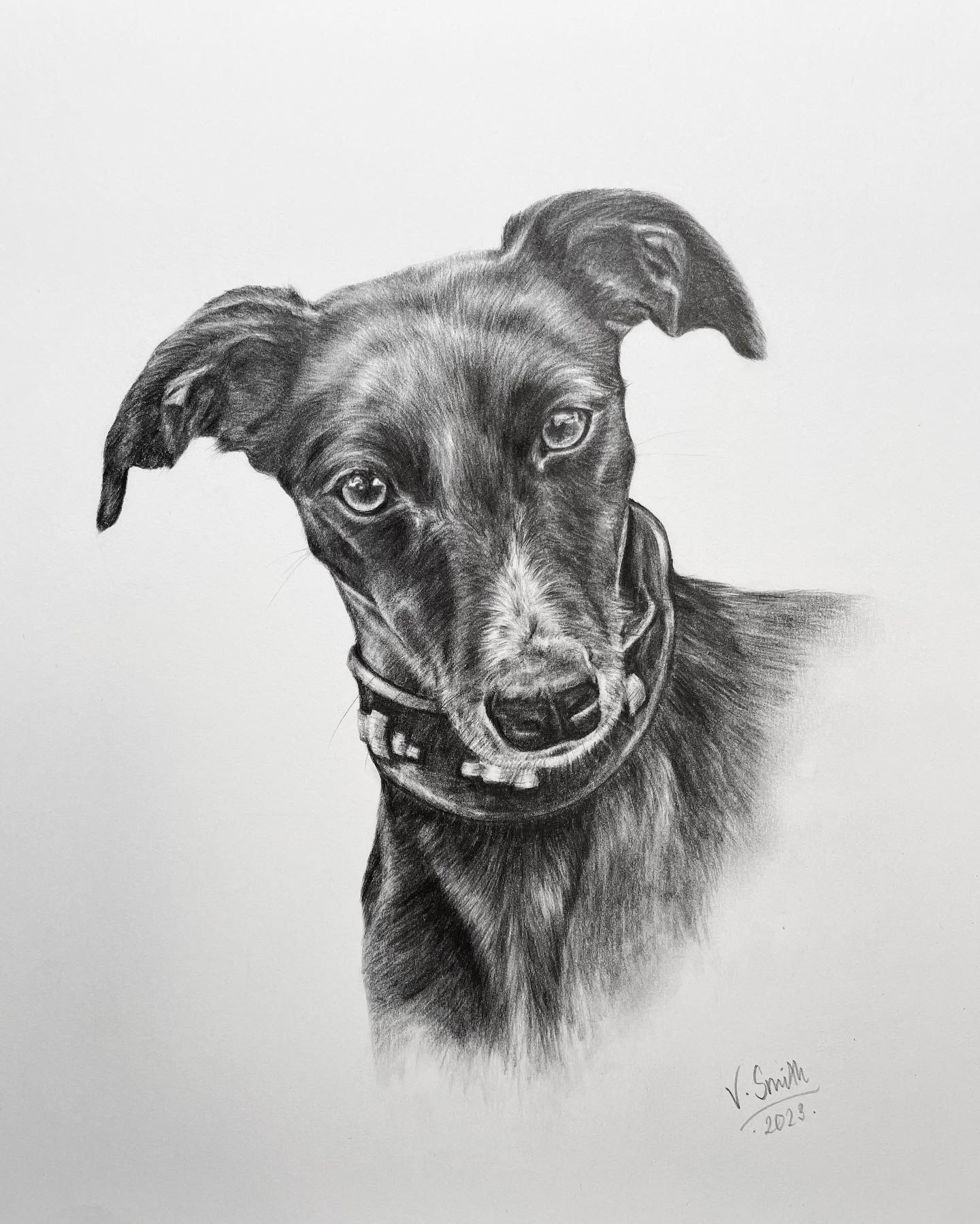 The look of a lurcher 😍
Love this commission I did back at Christmas time…sorry for the delayed post!
Graphite pencil drawing on Hot pressed watercolour paper (A4).