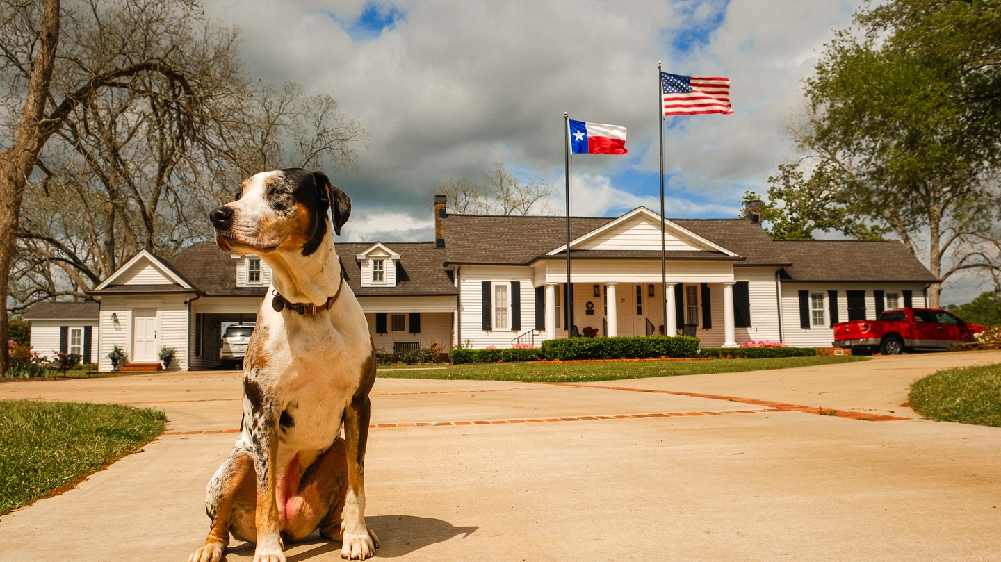 Guardian of Gatling Manor 🐶🐮🤠#easttexas #texas #ranch #eatbeef #akaushi