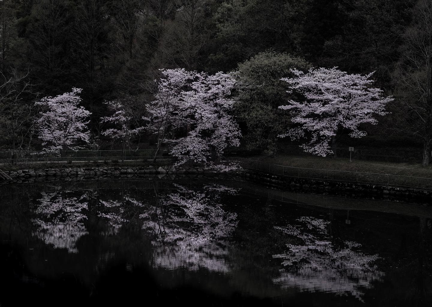 #sakurablossom #sakura #fukuoka_camera #japanphoto #hanahataenngeikoenn#pentax