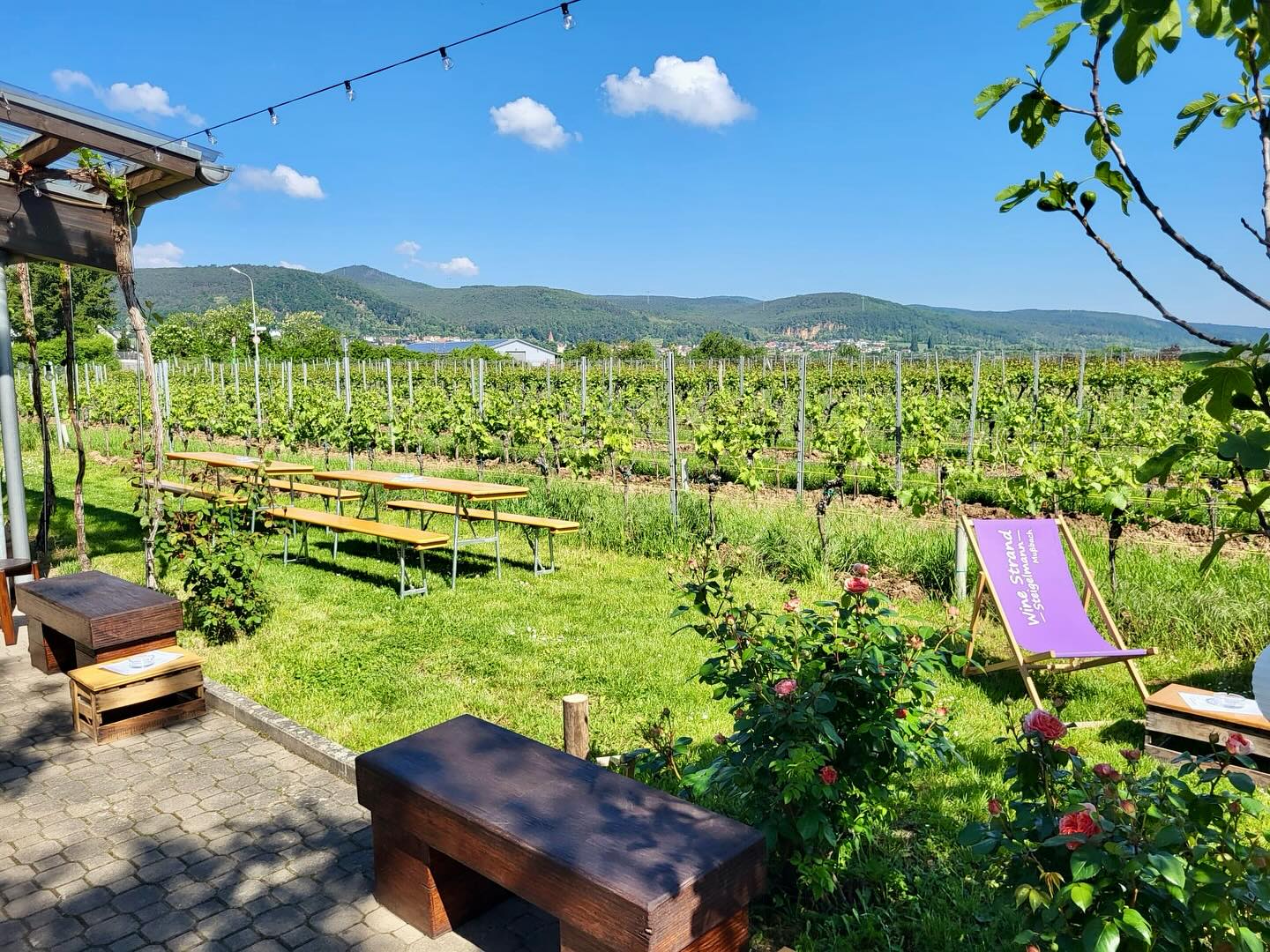 Ein perfektes Wochenende liegt hinter uns!
Mega Wetter ☀️☀️☀️ leckere Weine 🍷🍹🍷 tolle Stimmung 💃🕺🎶 und sehr nette Gäste!
Ein großes Dankeschön an @_georgsgr_ @thepineapplejukebox und @yannisponce für die musikalische Unterstützung!
Ebenfalls ein großes Dankeschön an @schneidersfoodtruck67663 für das leckere Essen!
Ohne unser #team vom #winestrandmussbach wäre dies alles nicht möglich, danke an @meikegattwinkel @gaddi85nw @nicki_2409 @altesweingutsteigelmann Tino und Family 💜💜💜
Wir freuen uns schon jetzt auf das verlängerte Wochenende vom 30. Mai bis 02.06.
Programm folgt in der nächsten Woche!
Euer #winestrandmussbach 💜💜💜
#winestrand #wine #strand #beach #weekend #sunshine #live #music #dj #vinothek #pfalz #mussbach #neustadtanderweinstrasse #weinstraße #zumwohl #lila #cocktails #liegestühle #weingut #steigelmann