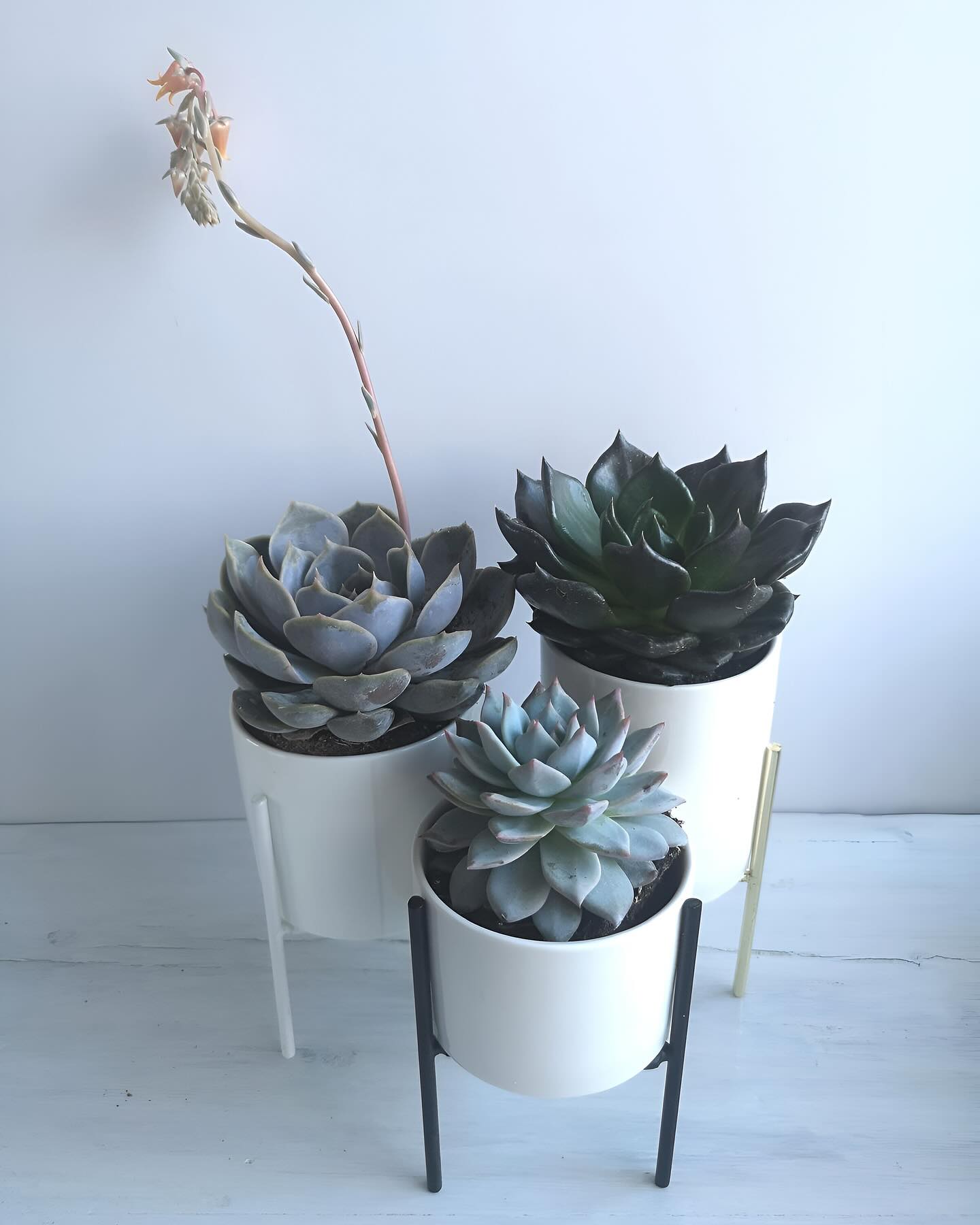 Brighten up any space with our versatile mini succulent favors. Ideal for desks, windowsills, or garden displays, these plants bring a pop of green everywhere! 🌍💚Contact us now!
#HomeDecor
#GiftIdeas
#CelebrateWithPlants
#SucculentObsession #SucculentGarden
#IndoorPlants
#OutdoorDecor
#DecorInspiration #WeddingFavors
#BabyShowerFavors
#HousewarmingGifts
#CorporateEvents
#UniqueGifts #CanadaSucculents #CanadaWeddings #WeddingFavoursCanada #WeddingFavoursOttawa #WeddingFavoursMontreal #WeddingFavoursCalgary #WeddingFavoursVancouver #MiniSucculents #EnduringLove
#LowMaintenancePlants