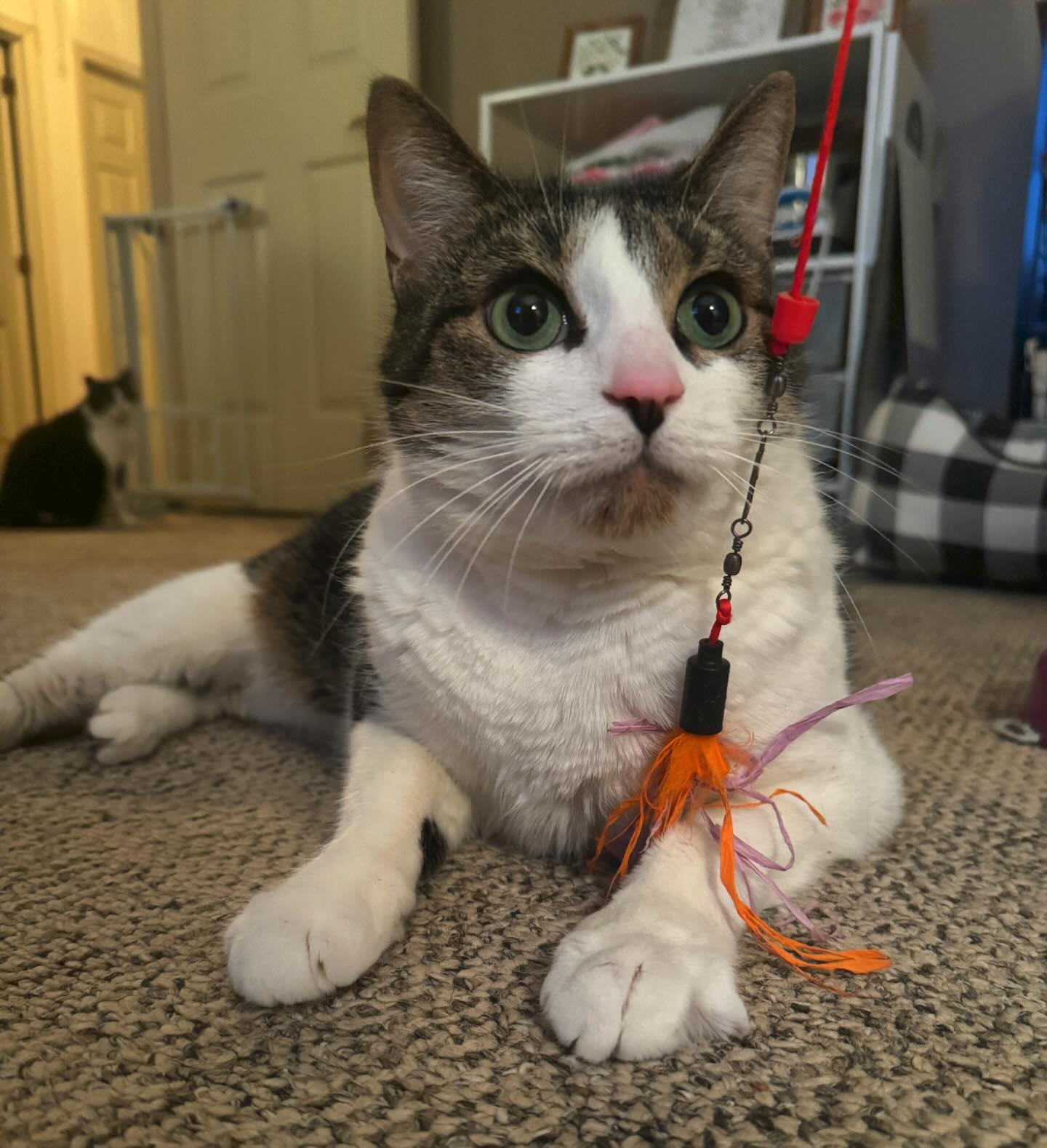 “You dangle this thing here like I’m actually going to play with it on camera. “ -Mosby
.
.
#cats #amiright #lolnope #catsofig #herekittykitty