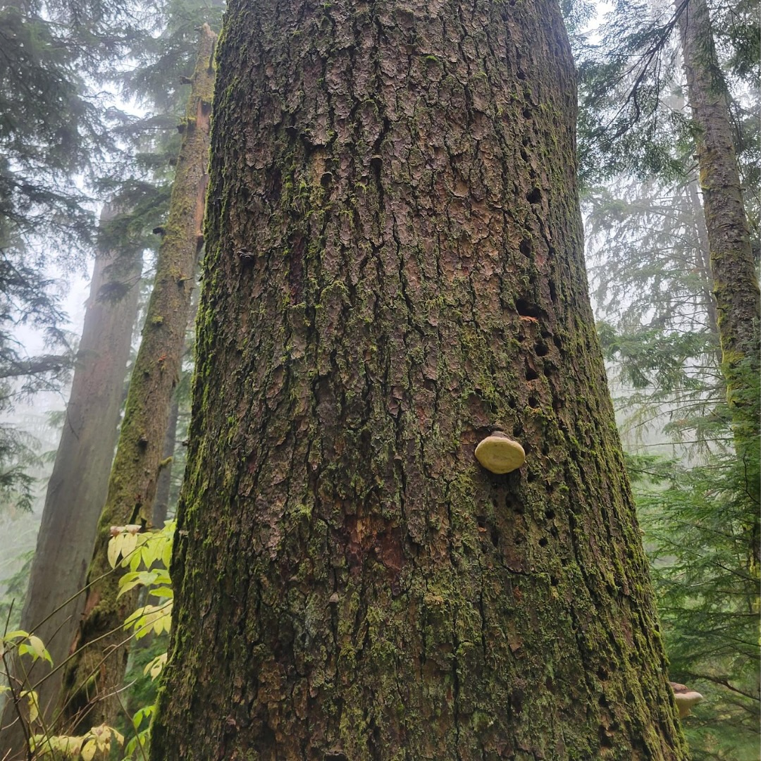 Join us on Saturday (9/28) to celebrate National Public Lands Day by hiking through a beautiful mature forest on Snoqualmie ancestral lands.
On the hike we’ll visit former timber sales recently protected by the Climate Commitment Act (CCA) and the National Resource Conservation Area (NRCA) system.
First, we’ll hike a flat half-mile to a wooded grove, where we’ll eat lunch and have conversation. After that, anyone who wishes to continue will climb a moderately steep two miles through mature, protected 80 year old forest. At the end of the climb we’ll enter gorgeous 120 year old protected forest, including old growth trees and snags and showcasing the transition from Doug fir - hemlock forest to silver fir - hemlock forest.
For the short hike, expect a one mile round trip with around 200 ft of elevation gain. For the long hike, expect a five mile round trip with around 1000 ft of elevation gain. Both hikes will be on good established trails, though expect frequent roots and rocks. Please come prepared for the weather report.
Details & RSVP using the link in our bio!