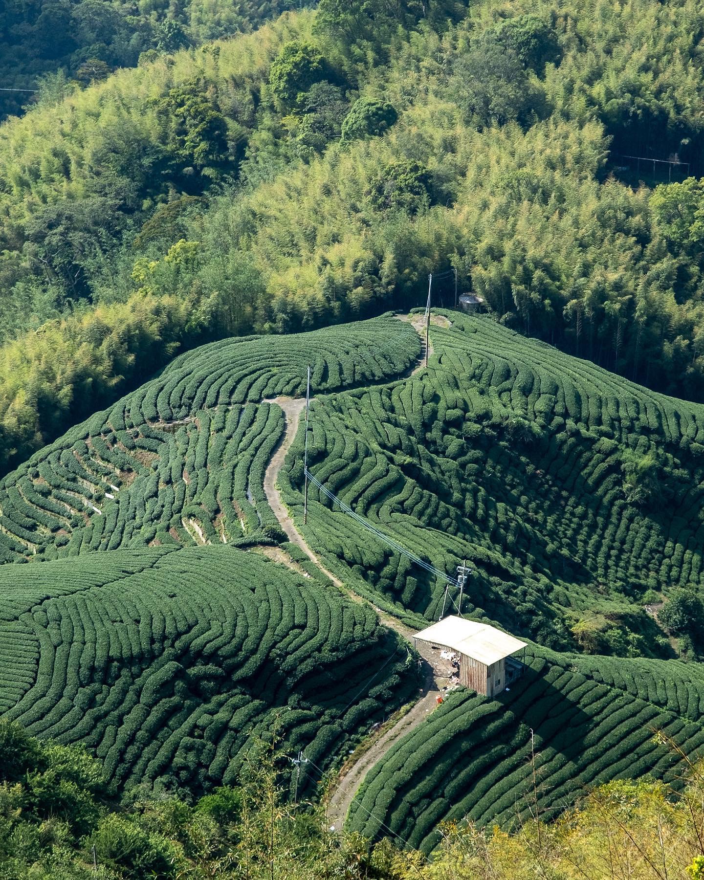 🌿 𝐒𝐡𝐚𝐧𝐥𝐢𝐧𝐱𝐢 𝐓𝐞𝐚: 𝐀 𝐇𝐢𝐠𝐡 𝐌𝐨𝐮𝐧𝐭𝐚𝐢𝐧 𝐓𝐫𝐞𝐚𝐬𝐮𝐫𝐞 𝐟𝐫𝐨𝐦 𝐓𝐚𝐢𝐰𝐚𝐧 🌿
📍 Region:
Shanlinxi, meaning “cedar forest and stream,” is one of Taiwan’s most cherished high mountain teas. Grown at elevations of 1,600 to 1,800 metres and surrounded by ancient woodland, the tea gardens of Shanlinxi benefit from a cool, misty climate and rich, fertile soil. These unique conditions shape the tea’s exceptional quality and distinct characteristics.
🍵 Tea Profile:
Shanlinxi tea is celebrated for its smooth, velvety texture, naturally sweet flavour, and lingering floral aroma. Each infusion reveals a light yet complex taste, offering a refined experience that evolves with every sip.
🏔️ The Big Three:
Alishan, Shanlinxi and Lishan teas are celebrated high mountain oolongs from Taiwan, they each have distinct qualities that set them apart, largely due to differences in terroir and climate.
The higher altitude of Shanlinxi provides a cooler and mistier environment, which slows down the growth of the tea leaves. This slower growth allows the leaves to develop a more complex flavour profile and a smoother, more refined texture.
🌸 Terroir Influence on Flavour & Aroma:
Shanlinxi tea is known for its unique balance of sweetness and floral notes, often described as having a velvety mouthfeel with hints of orchid and osmanthus. Its aroma is light and ethereal, with a distinct freshness that lingers, offering a more refined and elegant finish. In contrast, Alishan tea typically offers a slightly more pronounced vegetal note with sweet floral and fruit undertones. Shanlinxi’s aroma is often seen as more refined and layered, with a longer, more delicate finish.
✨ Experience the Majesty:
Shanlinxi tea captures the distinct beauty of Taiwan’s high mountain regions, each with its own unique character. Shanlinxi, in particular, offers an ethereal and nuanced experience, reflecting the delicate balance of its cool, misty environment. For those who appreciate a delicate yet complex flavour journey, Shanlinxi stands out as a true testament to the artistry of high mountain oolongs, offering a refined and memorable experience in every cup.
#oolongtea