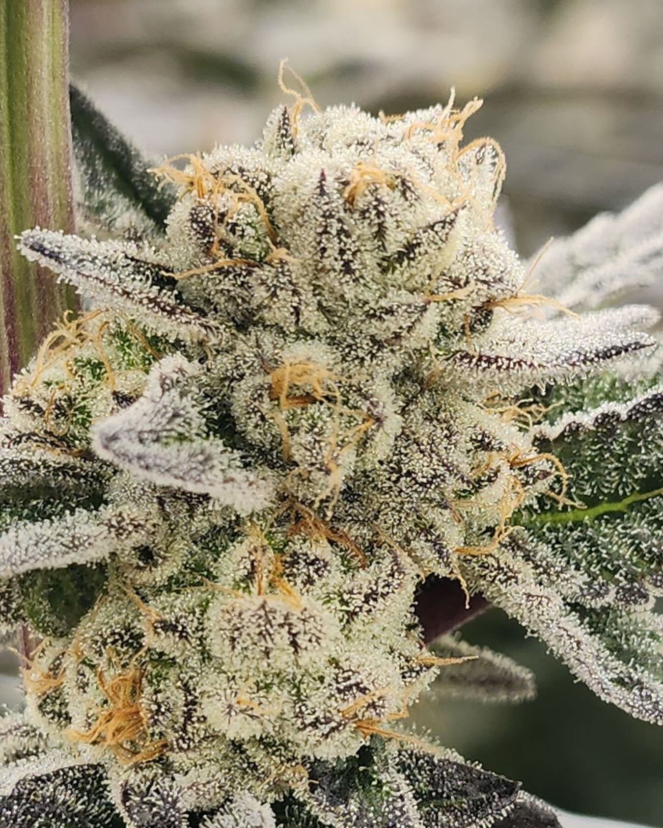 Lowers lookin nice and frosty 💪🏼