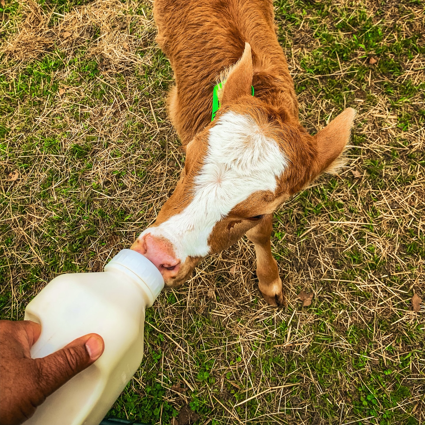 Say hello to our little Bluebell🍦🐮
She is the belle of our herd. We bottle-fed her as a newborn calf and now acts more like our dog than our cow. She is the sweetest cow you will ever meet! We can’t wait for her to be a mama herself 🐄 Swipe to see a bucket cow! #easttexas #texas #akaushibeef #cow #ranch