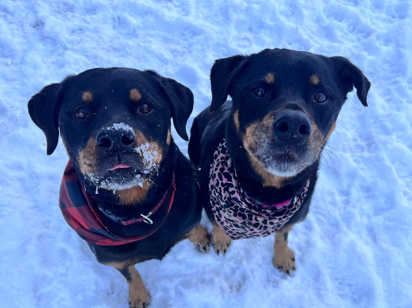 Only thing better thing than one big love bug is two big love bugs 🥰