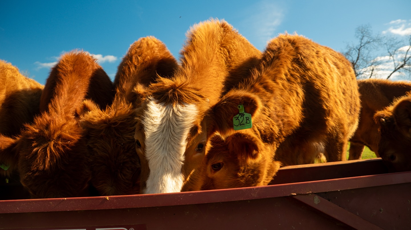 Ain’t nothing prettier than cows under the Texas blue sky ! 🐮 #cows #akaushi #akaushicattle