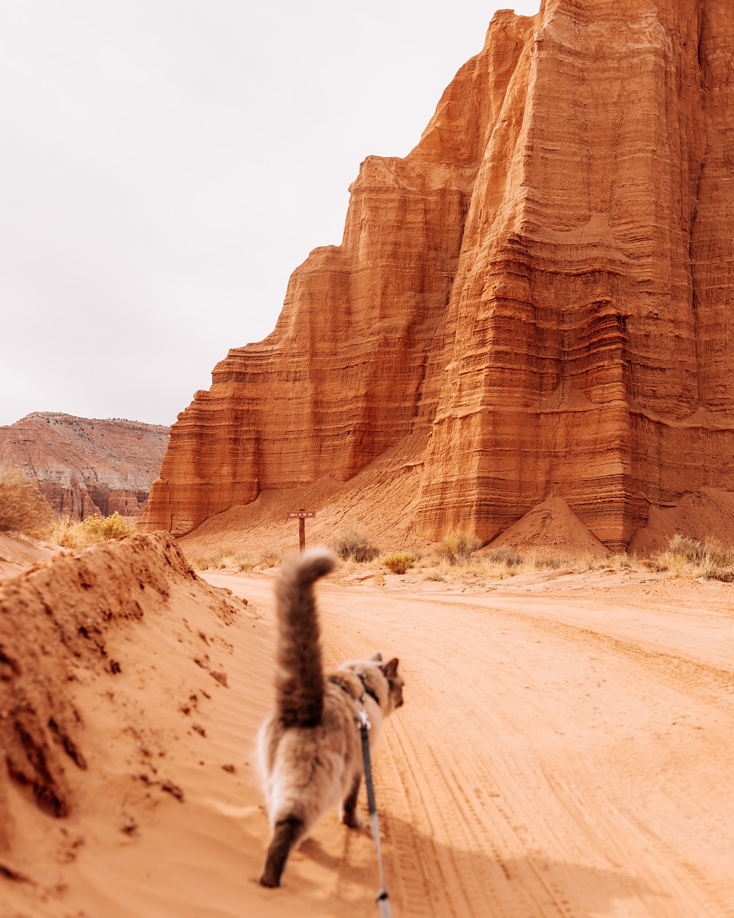 Fred im Capitol Reef National Park vor dem Tempel of the Sun. ☀️
November 2022
#capitolreefnationalpark #utahunique #usareise #reisenmitkatze #utahtravels #reiseblog #reisefoto #utahrocks #cathedralvalley