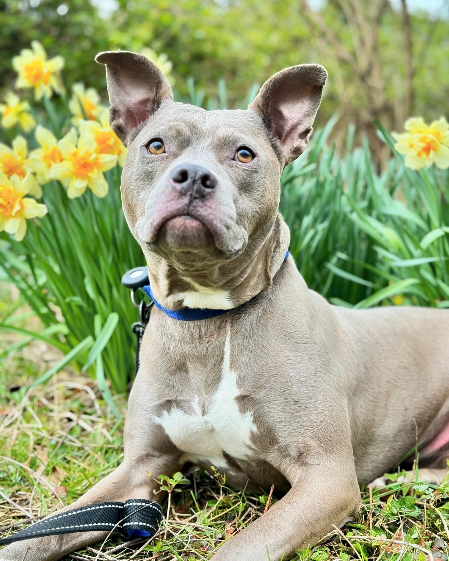 Throwback to a not-so-rainy day when Miss Blue was looking *gorgeous* amongst the Daffodils. We love spring, and we adore this sweet doggo! #blue #amstaff #bullybreed #daffodils #spring