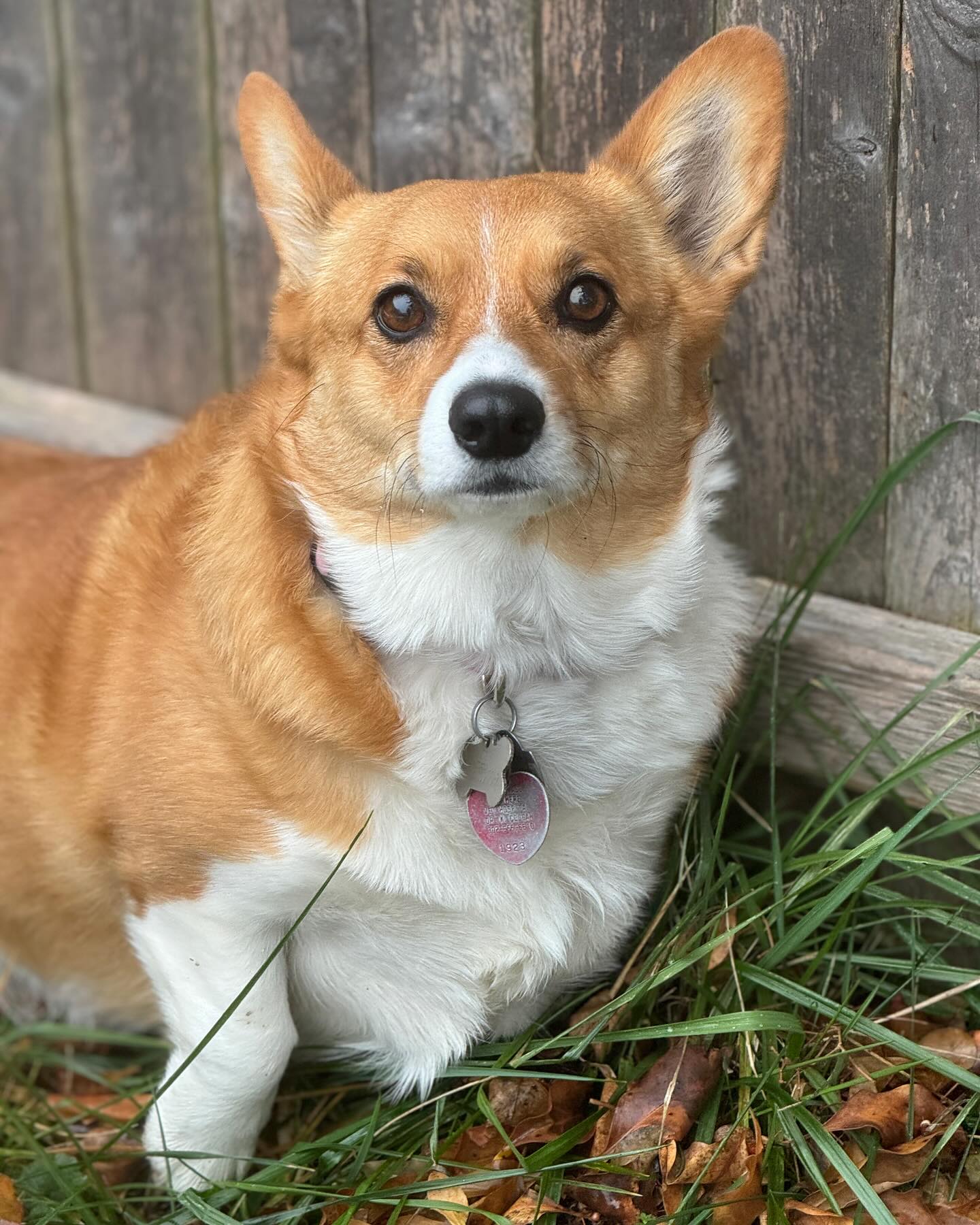 How adorable is Lily!? ๐ฅบ #acpc #allcreaturespetcare #corgi #adorabledog #hockessinpets #petsofde #delawaredogs