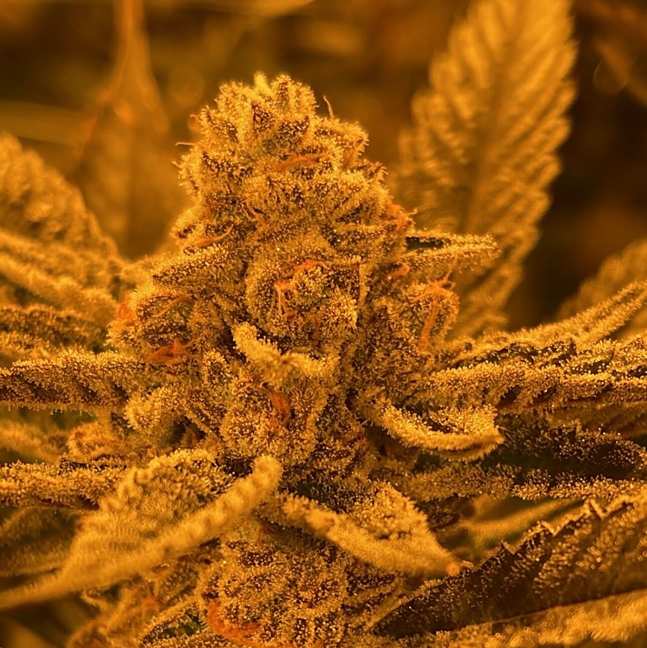 They grow up so fast, I remember when she was just a seedling…Apples & Bananas x Superbuff Cherry 26