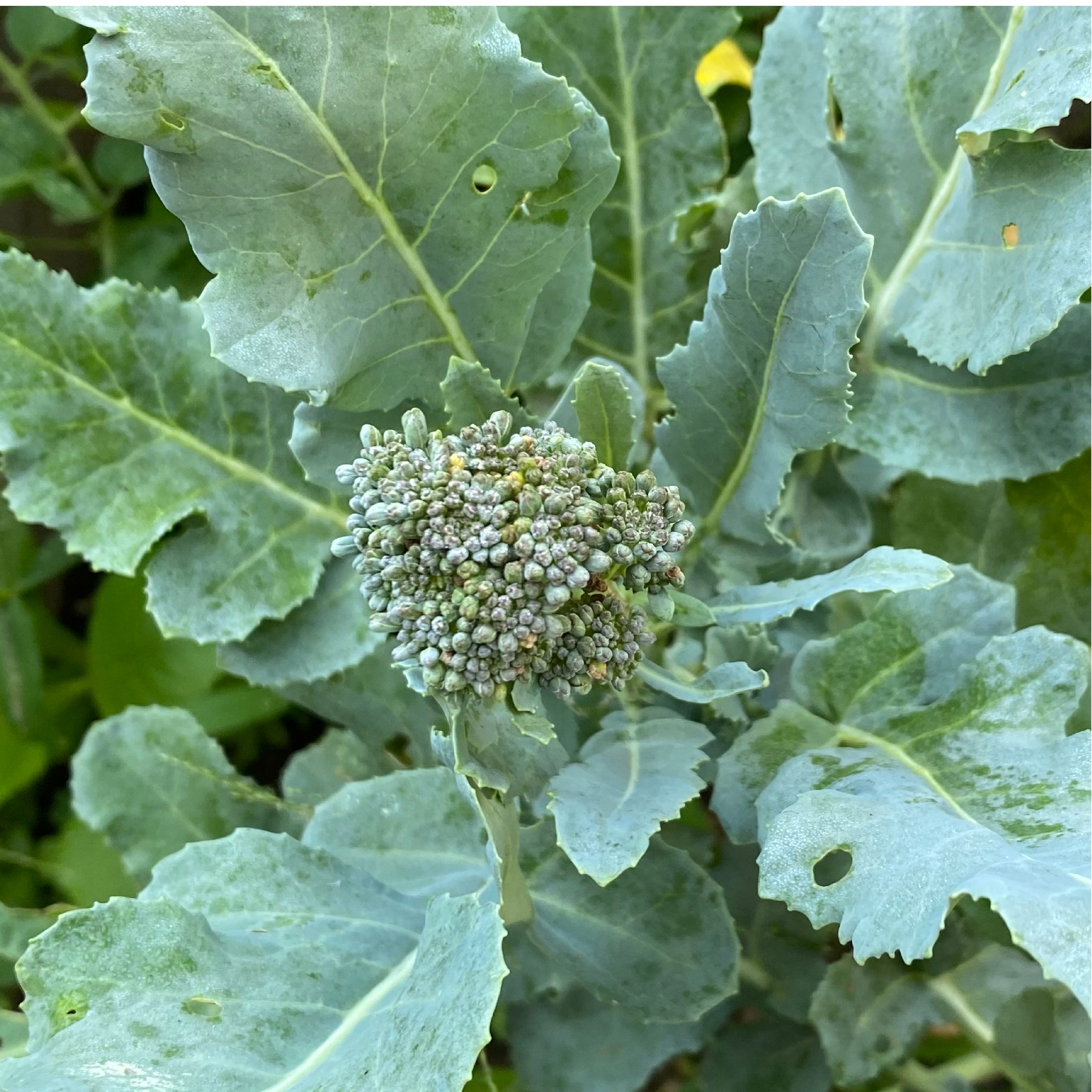 Cosechar puede ser un proceso lento que requiere de paciencia y mucha determinación.
Adopta estos rituales para llevar a cabo la siembra desde la semilla y así puedas tener una bonita relación con tus plantas y alimentos.
🌱 CONECTA
- Deja que tus manos y pies toquen la tierra.
- Usa tus sentidos, familiarízate con el olor y sabor de tus plantas.
- Absorbe su energía.
- Obsérvalas desde cerca y sus cambios.
- Nútrela con tierra buena y composta.
🌱 COMUNÍCATE
- Verbaliza y visualiza tus intenciones.
- Pide permiso para tomar algo de la planta.
- Cántales
- Escucha a tu intuición
🌱 HONRA
- Tómate tiempo para agradecer su vida.
- Reduce deshechos evitando sobreplantar, cuida que sea solo que realmente vas a consumir o sino comparte con otros.
- Preserva la especie dejando que la planta complete su ciclo y dejando que de semilla.
#huertourbano #huertoecologico #brocolilovers #urbanhorticulture #eatyourgreens