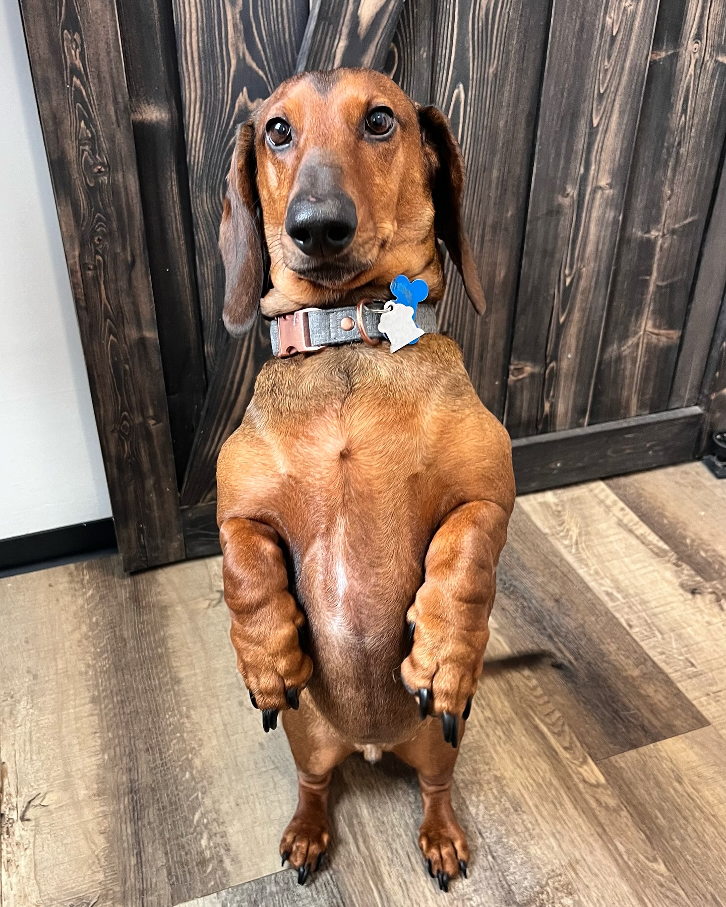 Odie demonstrating his technique for keeping his toes warm in all this fresh snow and cold weather we’ve had! 🥶
Happy Sunday! 💕