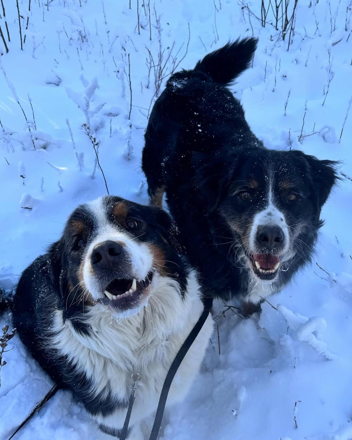 Cold weather can’t keep us down! 🤍
In our heated facility at ‘Round The Bend, we guarantee our guests a dry and cozy stay, with the added assurance of a humidity and temperature sensor. Our priority is to give clients peace of mind when entrusting their pups to us.🐾