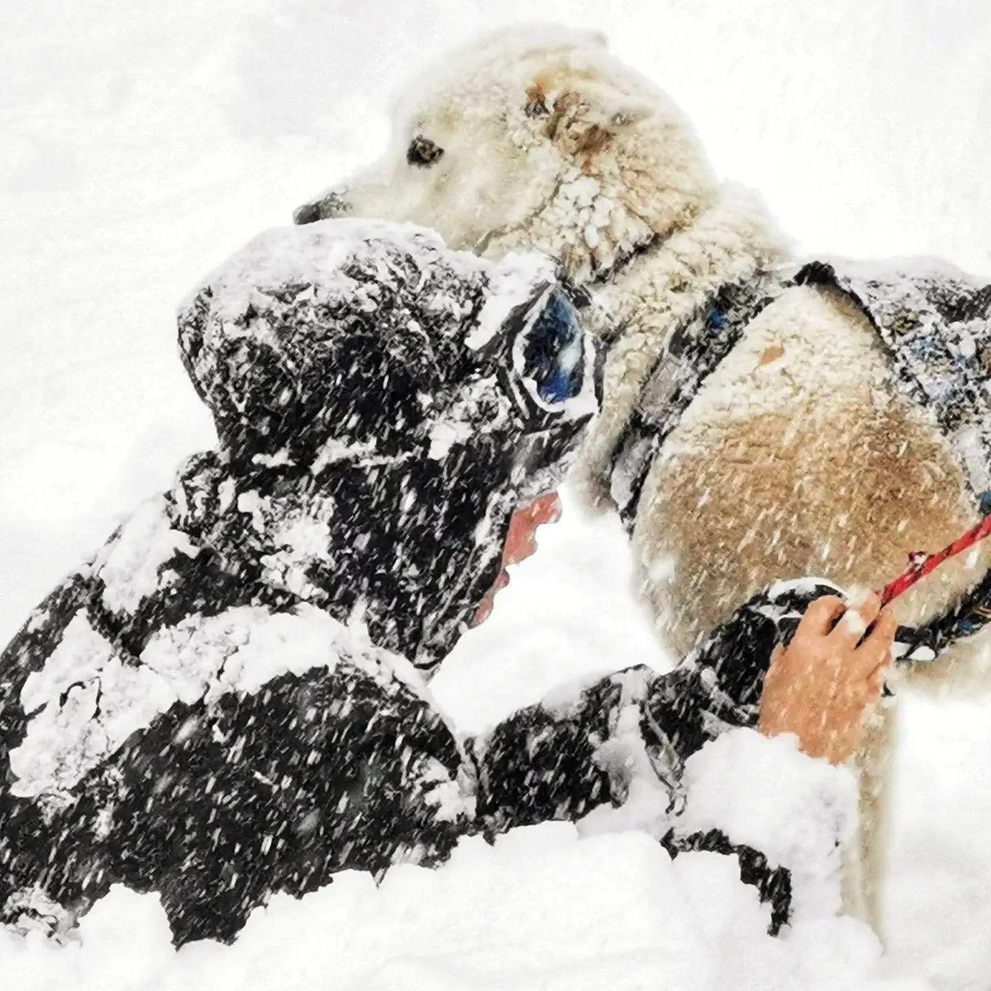 Vive la neige ❄️💙
Expédition au pôle nord 😂
Non! c'est juste notre moyenne montagne blanche et poudreuse comme on l'aime en hiver.
A vos ski's!
# winterwonderland
# douceur d'hiver #hiver #naturelove #simplelife #seasons #Lanarce #montagneardechoise #auclairdelasource