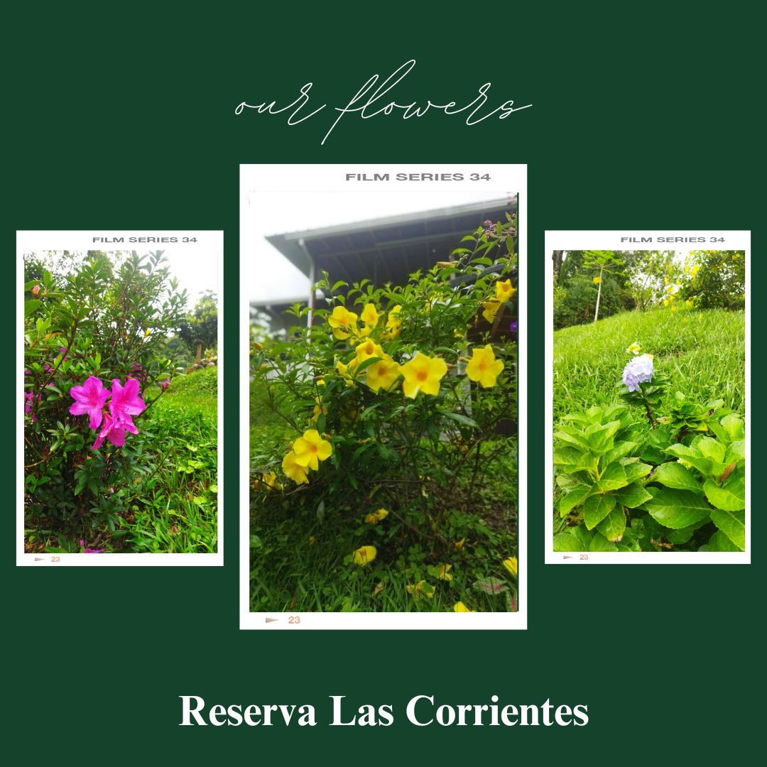 I can buy myself flowers 🎶
You don't have to buy yourself flowers because at Reserva, the blooms are all around for you to enjoy! 🌷
#ReservaLasCorrientes #Reserva #Hotel #Staycation #Finca #Naturaleza #Antiquioa #medellin #Colombia #DigitalNomad
