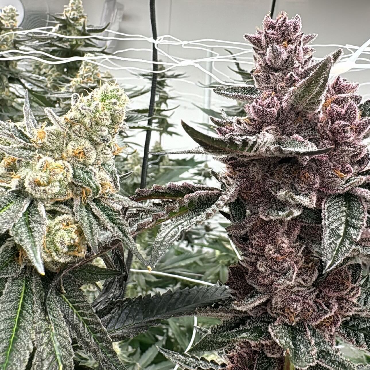 Hoof and Heemeyer’s Vacation, a couple weeks from the 🪓