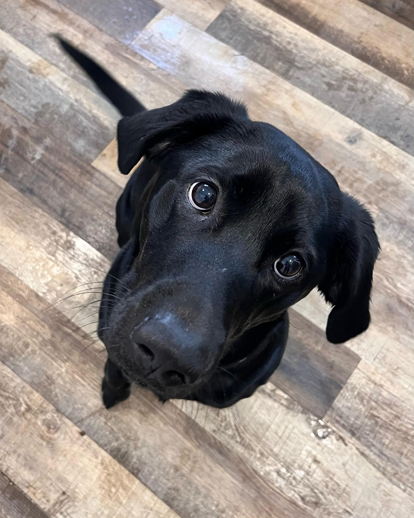 Raelees puppy eyes melt my heart 🥹❤️