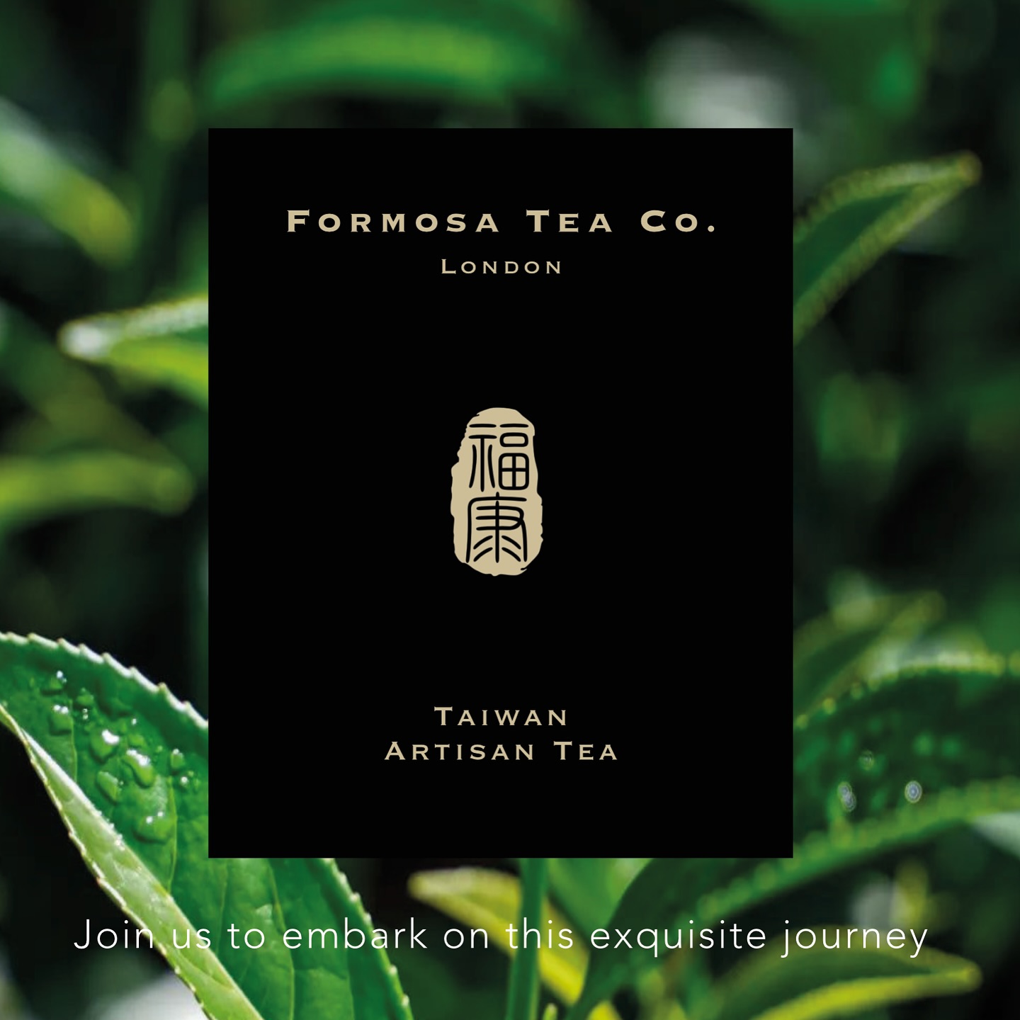 🇬🇧🇹🇼𝐓𝐡𝐞 𝐁𝐫𝐢𝐭𝐢𝐬𝐡-𝐓𝐚𝐢𝐰𝐚𝐧 𝐓𝐞𝐚 𝐁𝐨𝐧𝐝: 𝐀 𝐕𝐨𝐲𝐚𝐠𝐞 𝐨𝐟 𝐅𝐥𝐚𝐯𝐨𝐮𝐫 𝐚𝐧𝐝 𝐇𝐞𝐫𝐢𝐭𝐚𝐠𝐞 ⚓️🍃
Our story is rooted in a deep love for the rich and diverse #TeaCultures of #Britain and Taiwan, a connection that has evolved over centuries. This bond deepened significantly in 1864 when British merchant John Dodd concluded his voyage in search of exotic treasures and made his home in the lush land of Formosa, historically known as Taiwan. Recognising the island’s unique climate—characterised by high mountains, coastal breezes and rich soil, Dodd introduced Formosa #Oolong to a broader audience in 1869, when it quickly became celebrated as the "Champagne of teas." This enduring legacy of admiration for Taiwan’s distinctive tea culture remains a source of inspiration for us today.
Our commitment is to curate teas from renowned and exceptional producers in Taiwan—artisans whose work is celebrated for its complexity and depth, with their teas often rapidly acquired by a select group of connoisseurs in Taiwan and China. These rare, meticulously crafted teas have hardly been accessible to a wider audience—until now. We focus on bringing these extraordinary teas to the UK market, offering an authentic taste of Taiwan that is truly unique.
We are dedicated to sharing the richness of climate, terroir and modernised tea practices with new audiences. The island’s unique geography, with its high-altitude mountains and humid, mist-laden environment, combined with the rich mineral soil, creates the perfect conditions for cultivating Oolong tea with exceptional flavour complexity. Taiwan’s tea culture, which harmonises ancient techniques with modern scientific advancements, allows us to offer teas that are both traditional and innovative. Each cup of tea from Formosa Tea Co. is not just a beverage but a homage to the #heritage, #passion and #craftsmanship that define our story. Our mission is to bring the extraordinary qualities of Taiwan’s teas, cultivated in one of the most remarkable environments on earth, to the UK — making them accessible to those who truly appreciate the art of fine tea.
Join us on this tea-filled journey! 🍵💛