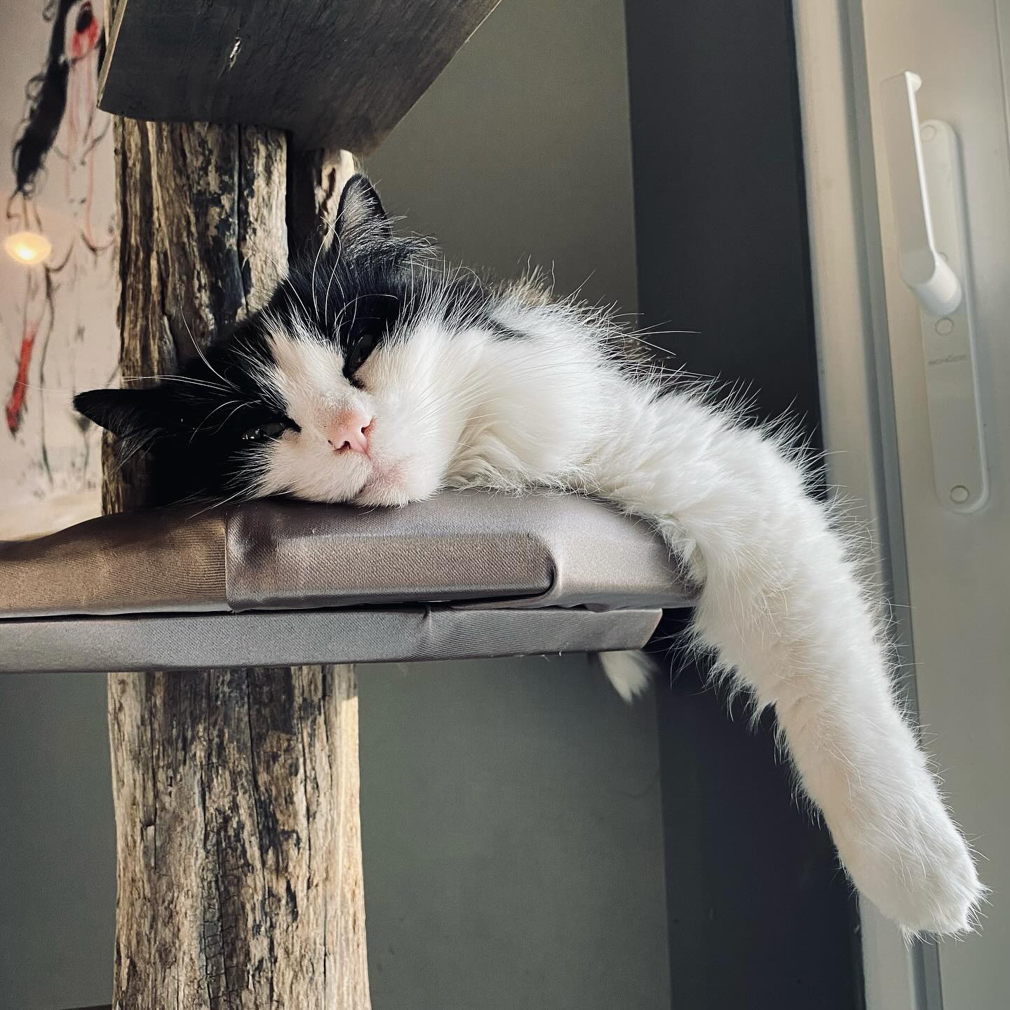 Those kind of sundaze 😻
#downtime #inspiration #takefive #look #timeout #catfurniture #nap #easy #pine #catwall #chillout #custom #model #cat #coachpotato #catmodel #qualitytime #cattree #catfurniture #scratchpost #driftwood