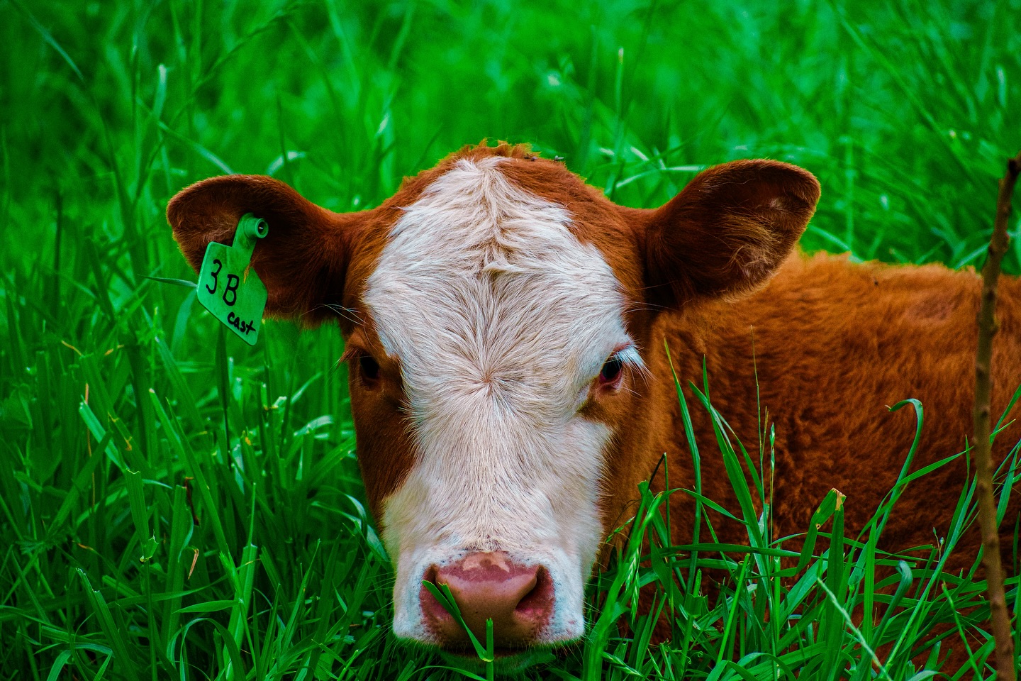 🐮” Well everything is better with some cows around”- Corb Lund 🐄#easttexas #texas #beef #akaushibeef #cattle #ranch