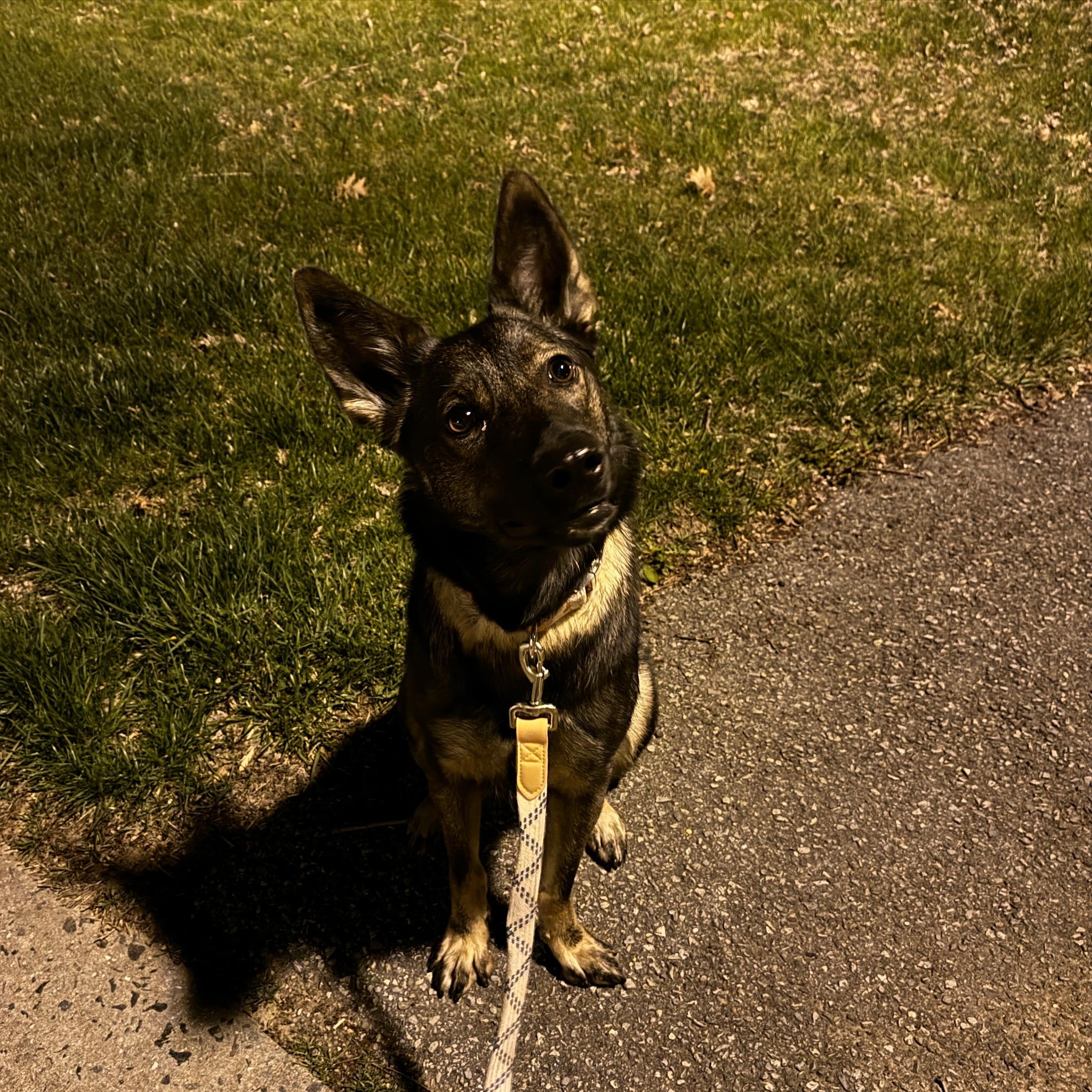 We love late night walkies with our buddy, Samus! She is such a good girl. ๐๐ #dogsofde #malinois #latenight #lovedogs