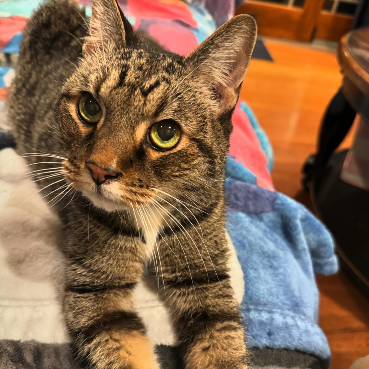 โI knead you fresh biscuits and make loud rumbles; you pet me, okay?โ - Oliver, probably #cats #biscuits #purr #kittycat