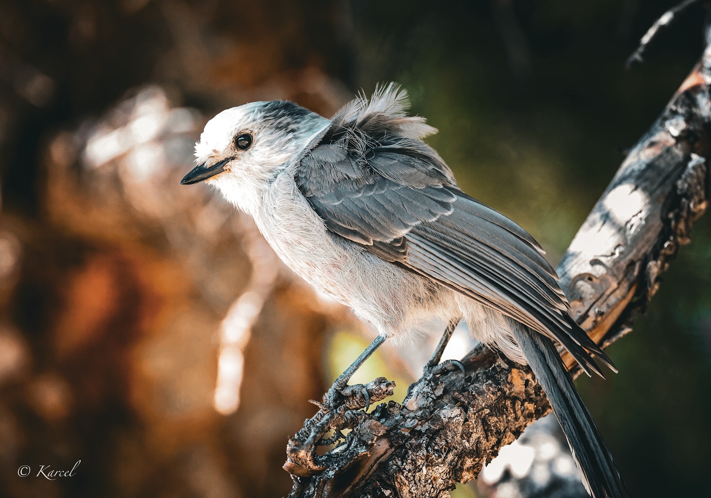 Canada Jay’s store food in bark crevices all summer, and retrieve it during harsh winters.
Canon R5 & Canon RF 100-500 F4.5-7.1 L IS USM
#redrivernm #rockymountains #mountain #visitredriver #wildlife #wildlifephotography #birds #birding #birdphotography #birdlovers #birdlovers #grayjay #canadajay