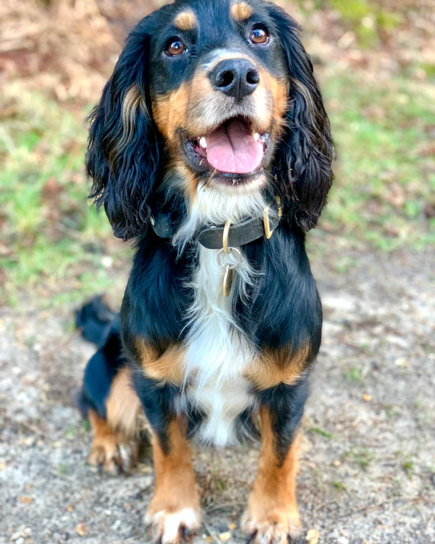 Steadiness training this afternoon. Look at the expression on his face! ❤️ this boy so much 🥰