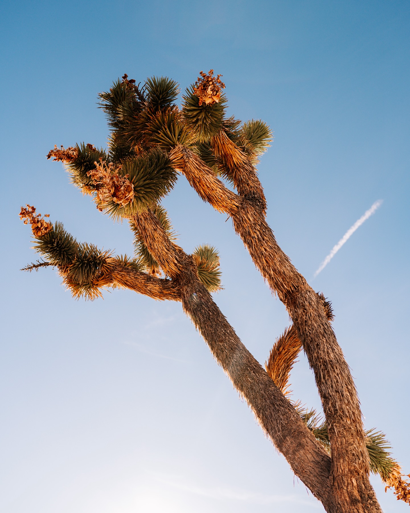 📍Joshua Tree National Park, California
Die letzten Tage herrscht bei uns Dauerregen Hagel und Sturm, da Träumen wir uns gerne in das sonnige Kalifornien zurück. 🌞
Wo wärt ihr jetzt gerne?
#kalifornien #joshuatree #mojavedesert #californiadreaming #visitcalifornia #reisefoto #usareise