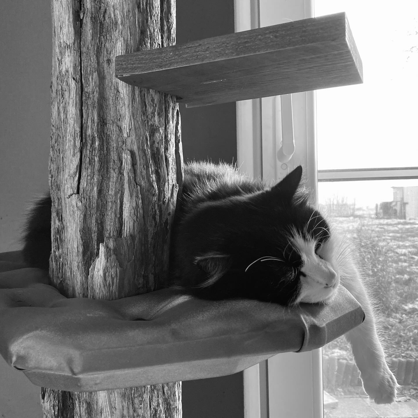 Those kind of sundaze 😻
#downtime #inspiration #takefive #look #timeout #catfurniture #nap #easy #pine #catwall #chillout #custom #model #cat #coachpotato #catmodel #qualitytime #cattree #catfurniture #scratchpost #driftwood