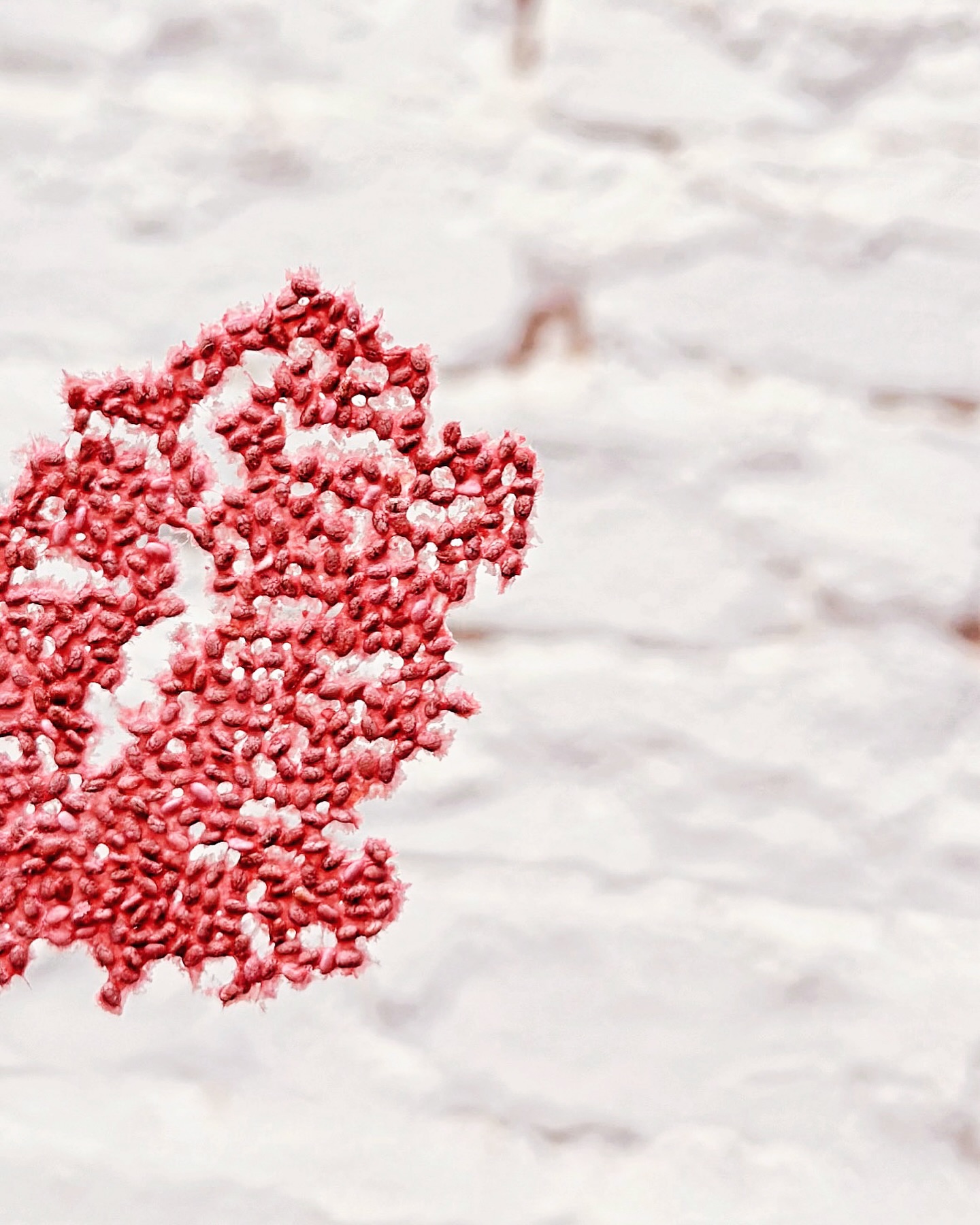 Hot cracker
Acidulé, pimenté et fruité
Série des croustillants.
Recherche de transparence, concentration de saveurs et légèreté de texture.
Saumures lacto de fraises, de betteraves, de Cayennes rouges et une touche d’amande pour l’équilibre
#cracker #rawcrackers #apero #fermentation #lactofermentation #rechercheculinaire #fermentista #fermentedfoods #deshydratation #rawfood #alimentationvivante #cuisinevivante #shirabio