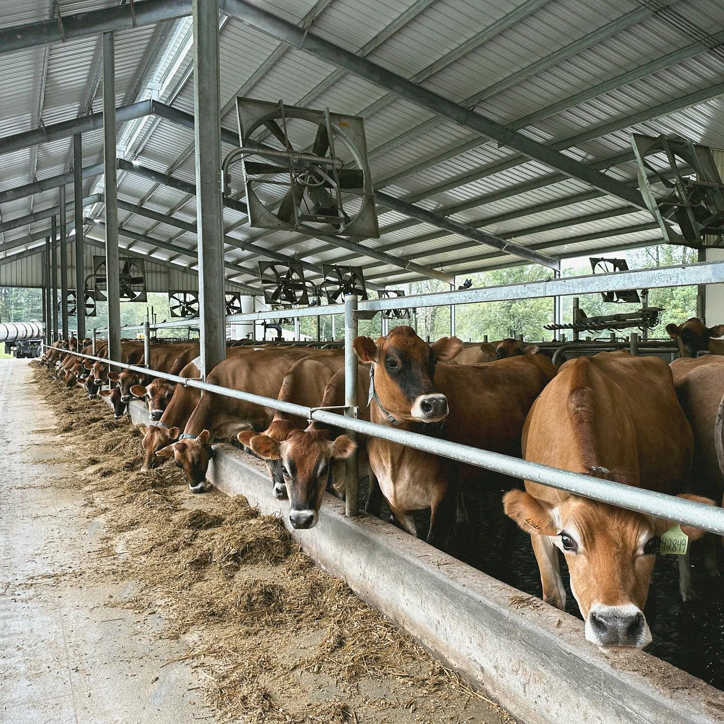And just like that, our dairy barn is full. We moved our dry cows and calves in with our milking cows as we await the storm heading our way. We can rest easy tonight knowing all of our animals are safe and out of the flood plane. Thankfully our steers are already on higher ground and we’ve wrapped our corn silage (though there is still more to harvest).
•
Lifting our fellow farmers up in prayer today and tomorrow!🙏🏼 Y’all be safe out there. #hurricanehelene