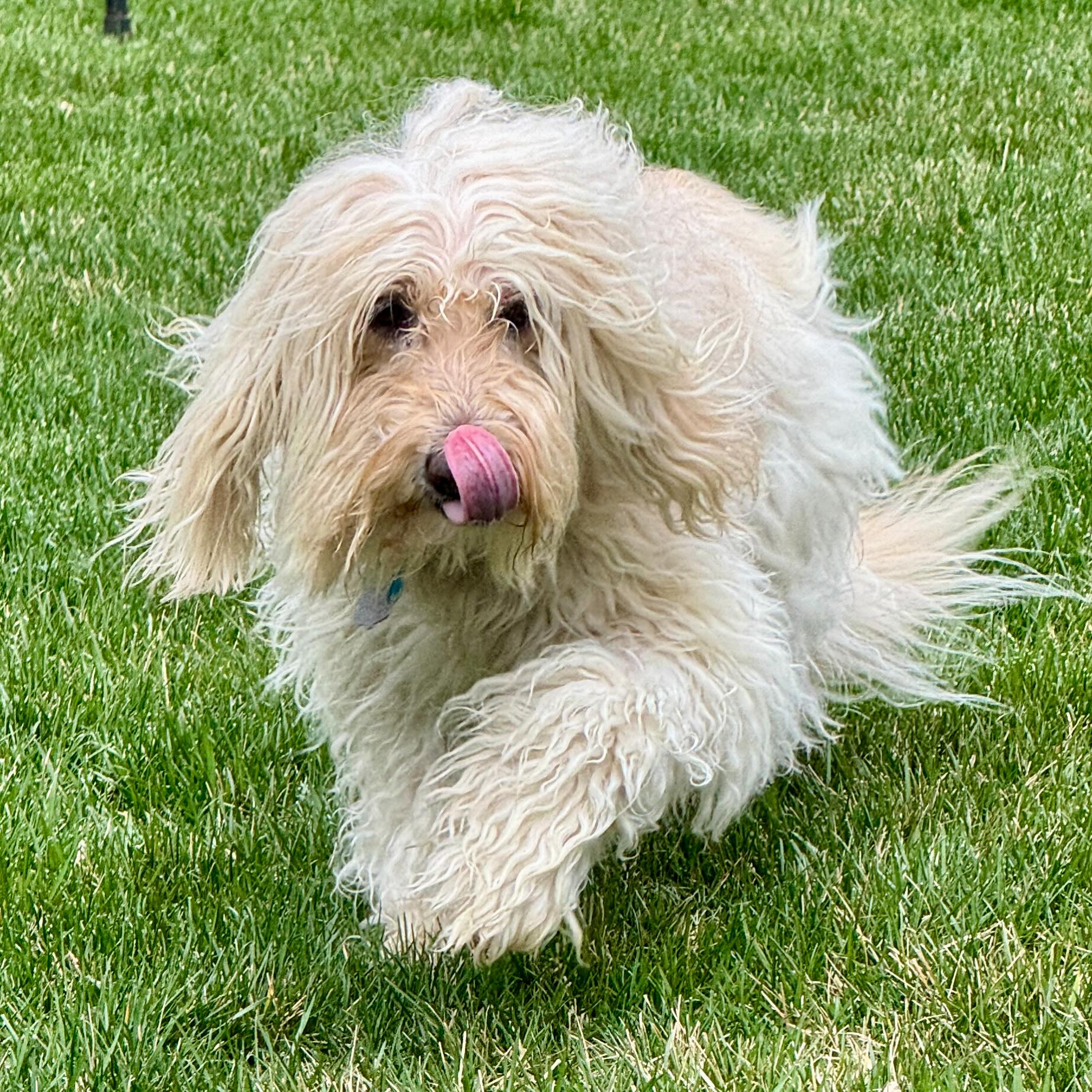 Miss Honey is here for Tongue Out Tuesday this week! ๐ ๐
#tongueouttuesday