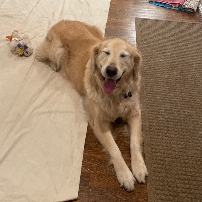 One of our long-time friends, Lexi, is always so happy when we show up! #goldenretriever #lexi #happydogs #petsitters #wilmingtondelaware