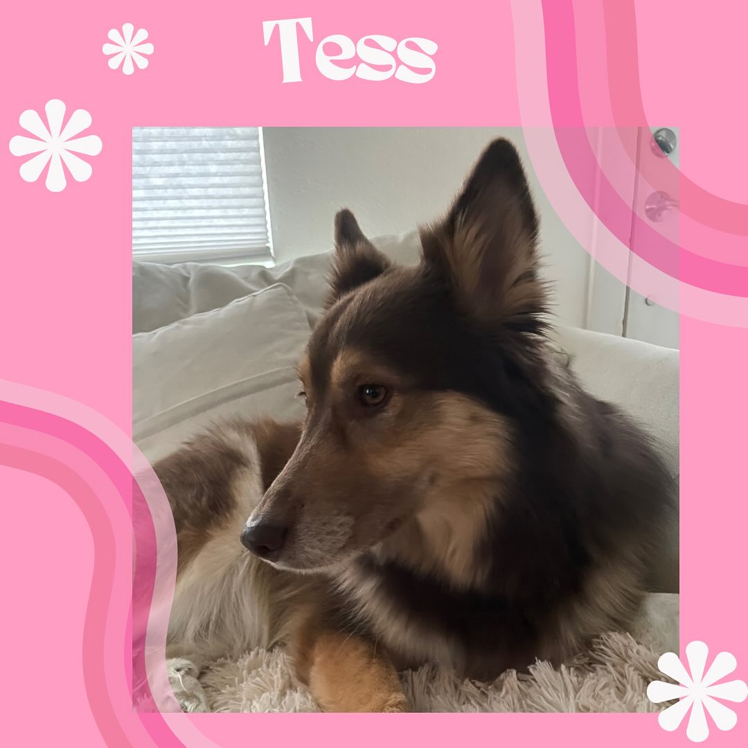 Tess experienced some separation anxiety when her owners went on vacation. Valene did a healing reiki session to help soothe her. Tess fell asleep and it was beautiful to see her experience comfort and trust that was sustained for the entirety of the pet sit. #petreiki #reiki #dog #dogsofinstagram #dogoftheday #pet