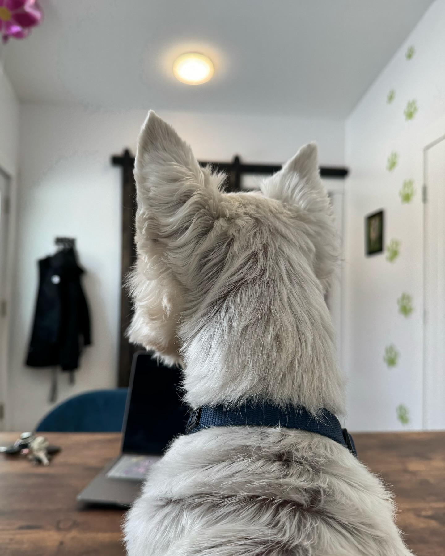 Fiddich is back and takin’ care of business 😎
Peep my balloon flower I was given as a gift, I seriously have the best clients ❤️