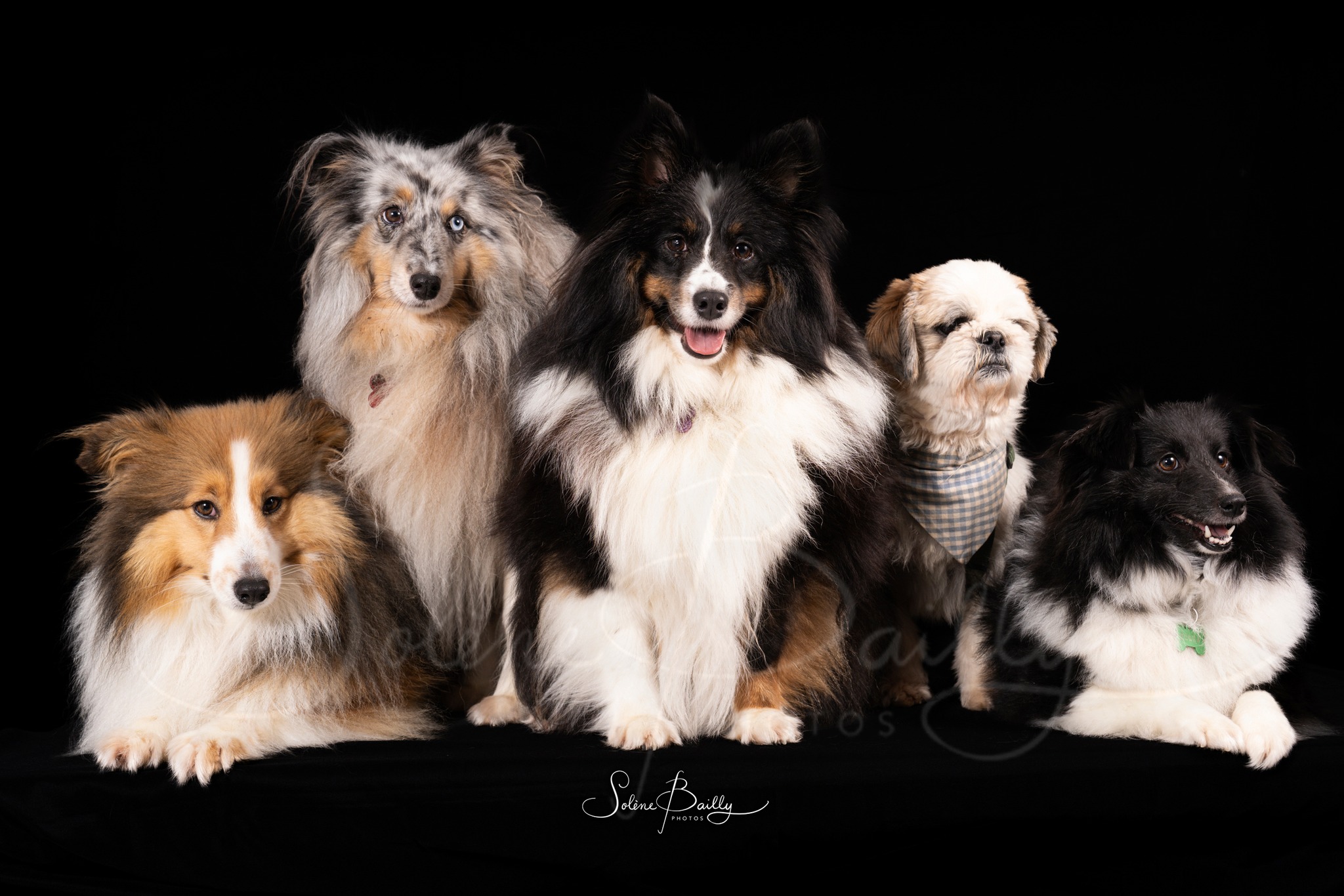 Petite sélection parmi les 49 compagnons photographiés dimanche dernier au salon Chat Déc'Wouaf. 🥰
.
#tropchou #lovemyjob #shootinganimalier #chien #chat #shootingchien