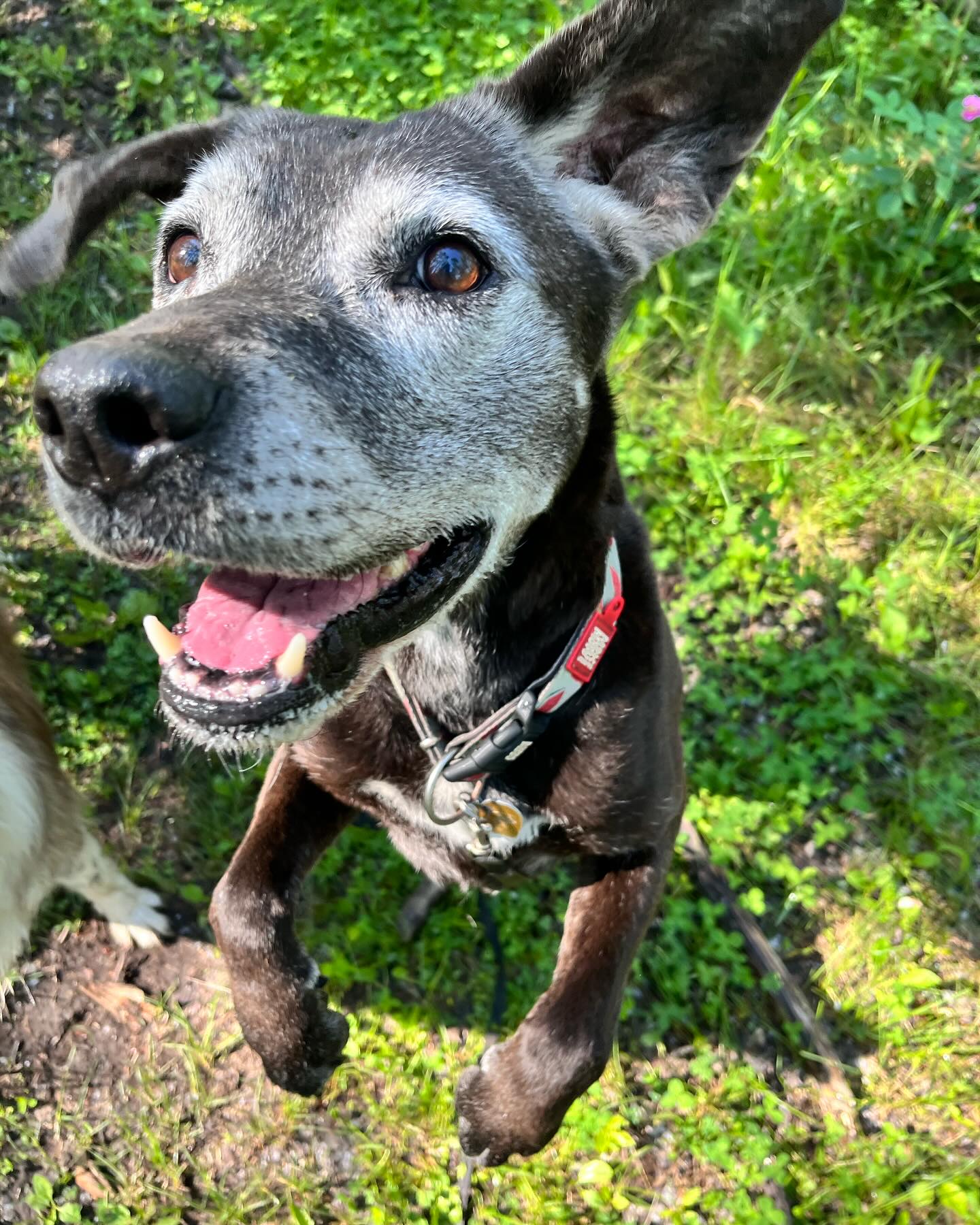 A few of our summer sweeties 💕🐾
