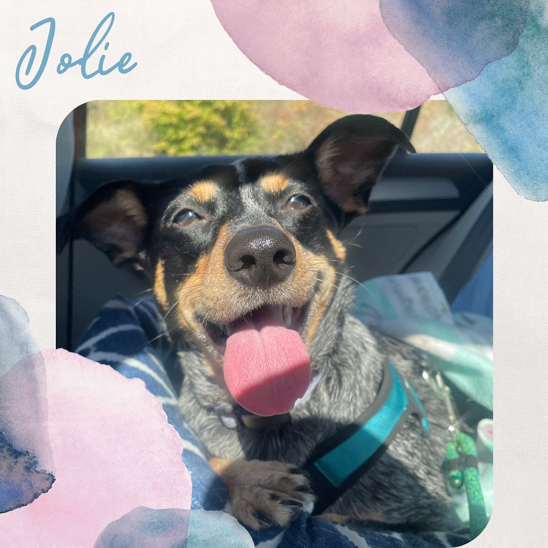 Oh Jolie is absolutely loving her life. What a picture! She knows she is headed on an adventure with us. This time we went hiking! #happydog #dog #dogsofinstagram #doglover #pet #pets #petsitter #petstagram