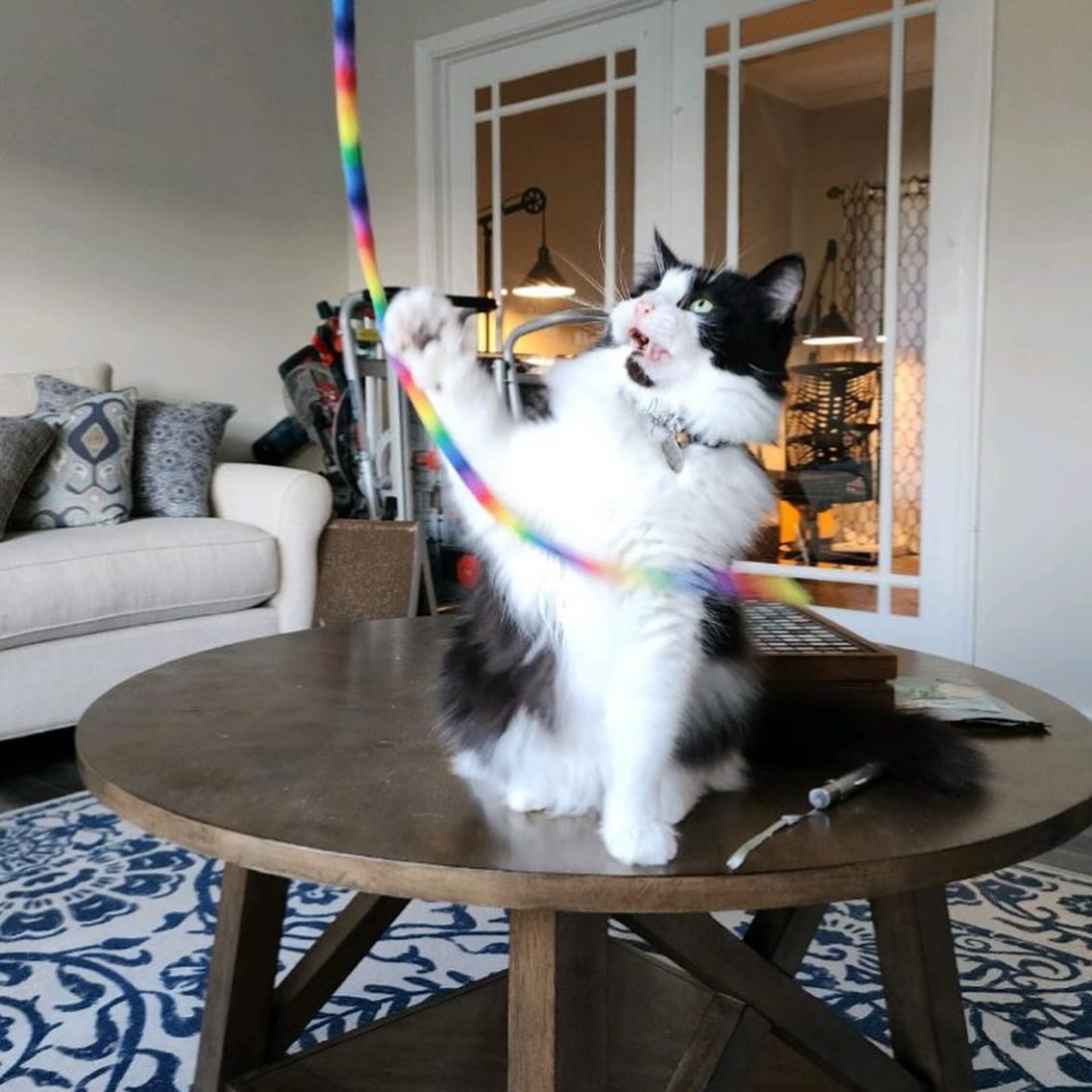 Our kitty friends have lots of fun with us too! Like.. furreal, yo. #cats #catnip #playtime #herekittykitty #furreal #yo