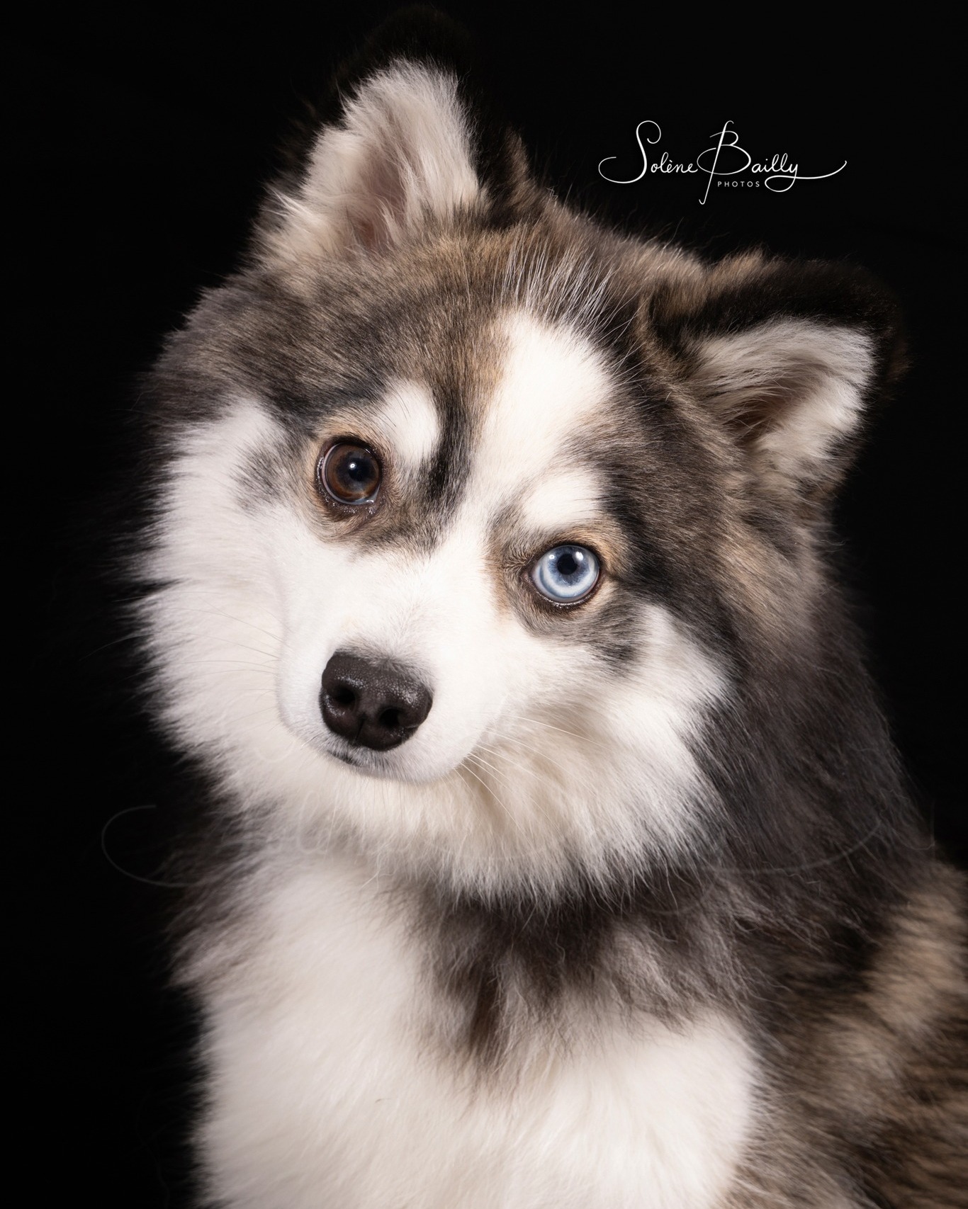 Petite sélection parmi les 49 compagnons photographiés dimanche dernier au salon Chat Déc'Wouaf. 🥰
.
#tropchou #lovemyjob #shootinganimalier #chien #chat #shootingchien