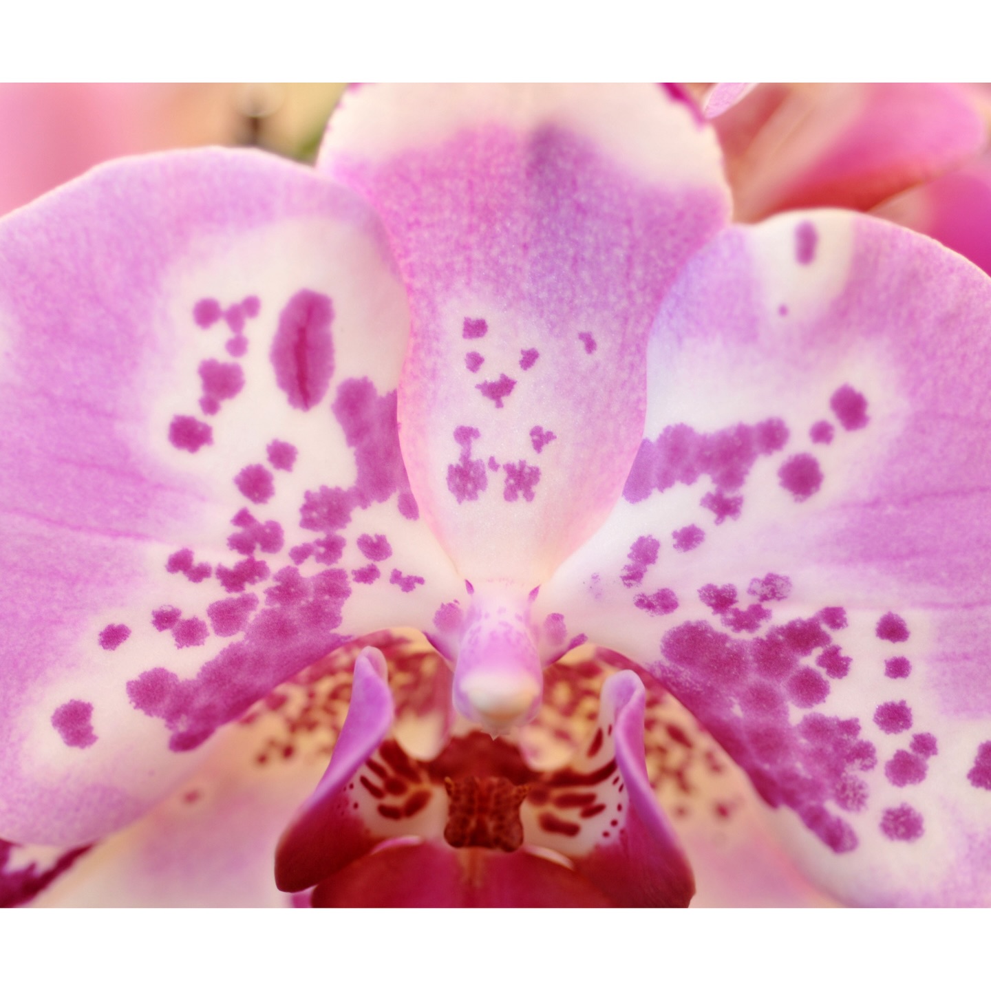 ”For by Him all things were created that are in heaven and that are on earth, visible and invisible…”
Colossians 1:16 NKJV
⠀⠀⠀⠀⠀⠀⠀⠀⠀
HE creates all things…so what do you think that means about you and me!?😉🫶.
.
.
.
.
.
.
.
.
.
.
.
.
— “I am beautifully blemished”
#weareGodscreation #spots #speckled #blotches #imperfectlyperfect #nature #Godsthebestartist #positivity #inspirational #beautifullyblemished