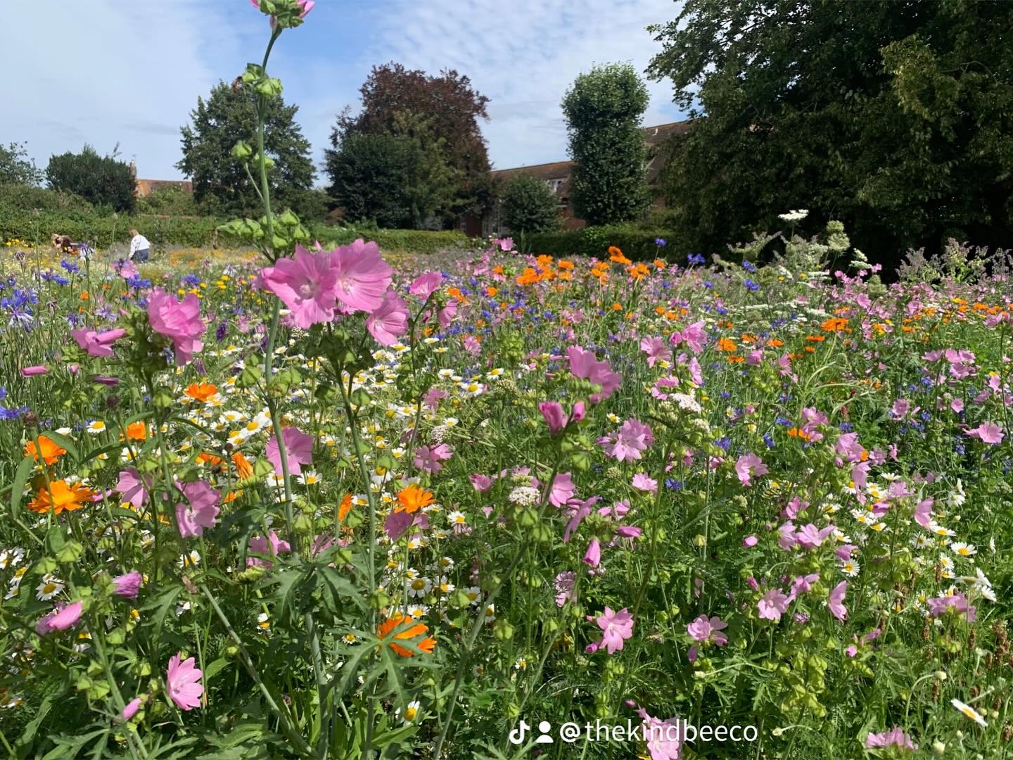 Love it when you find a new wild meadow! #romsey #wild #wildmeadow #wildflowers #flowers #nature #wildlife #newforest #bees #british