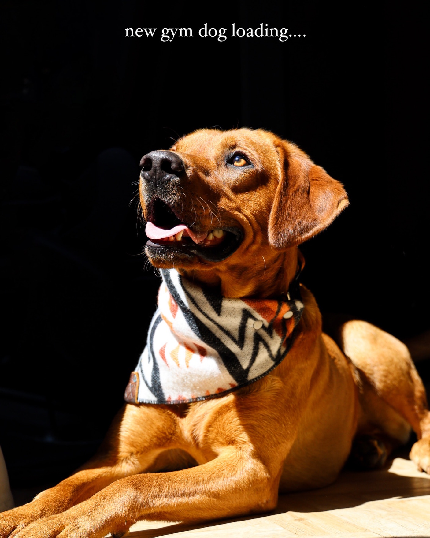 If you’ve been for a gym session in the last week, you may have already met this handsome lad.
I’m pleased to announce this gorgeous boy is staying and is officially a gym dog 🧡