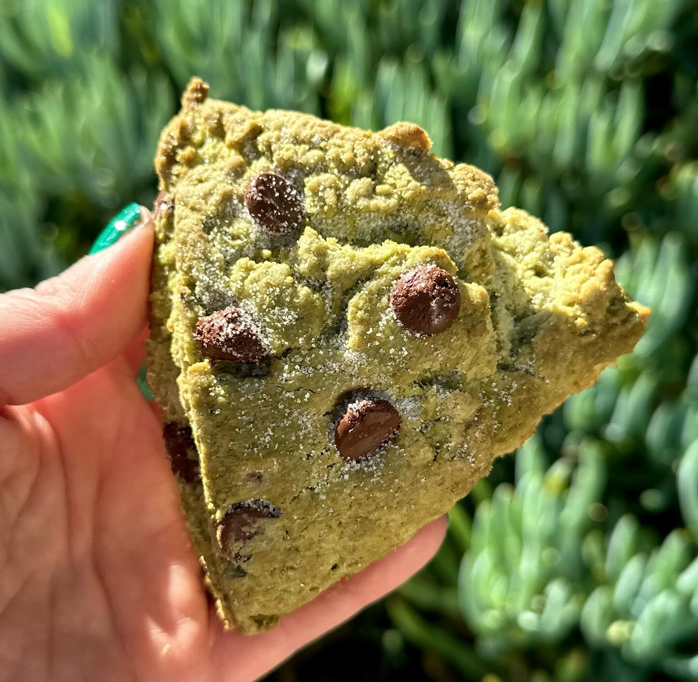 ☘️ Get into the St. Patrick’s Day spirit with our special Matcha Chocolate Chip Scones! Available today until supplies last!☘️
#stpattysday #805foodie #cayucosbakery #centralcoastcabakery #cayucosca #special