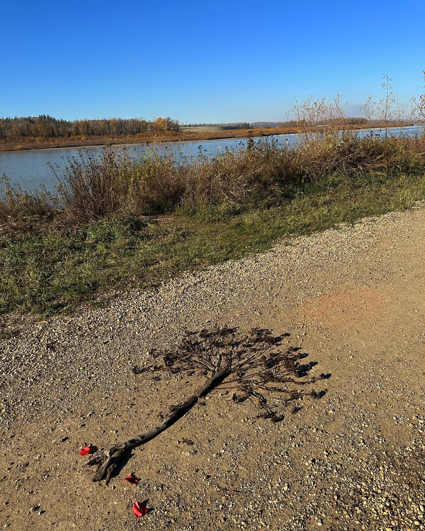 Ephemeral art making in the crisp autumn air 🍂 reflecting on this ancestral symbol, the Celtic Tree of Life, or *Crann Bethadh*. The Celts held close the image of the tree and believed it represented harmony, balance, and the cycle of life, death, and rebirth. Its branches reach the sky, while roots extend into the earth, connecting the heavens, earth, and underworld. Revered by the Celts, it represents renewal, strength, and the sacred wisdom of nature. 🍂
#ecoart #ecoarttherapy #ephemeralart #naturetherapy #celticancestry #ymm #ymmartstogether #arttherapy #expressiveartstherapy #artpsychotherapy #artastherapy